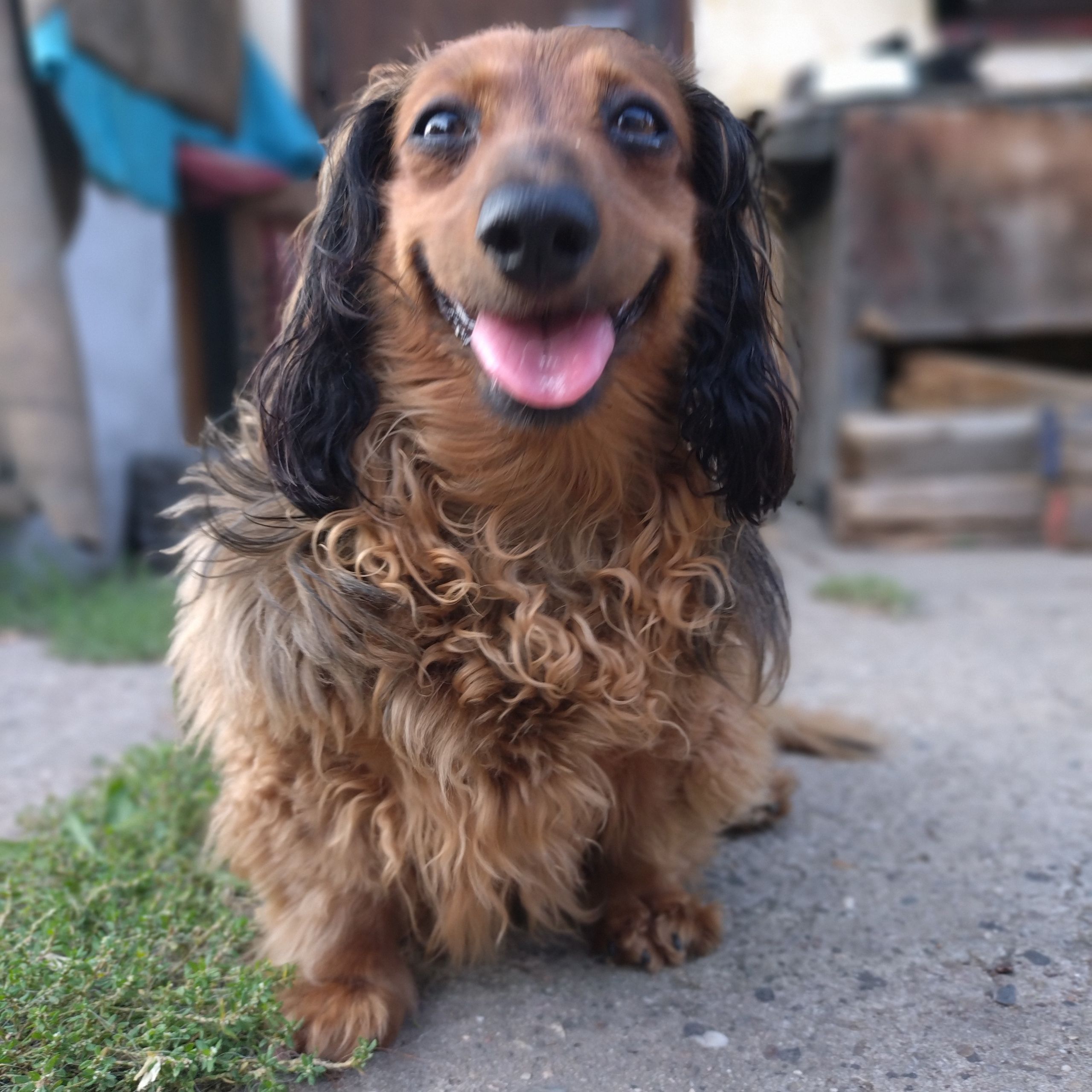 Soutěžní fotografie - Betty,  Jezevčík