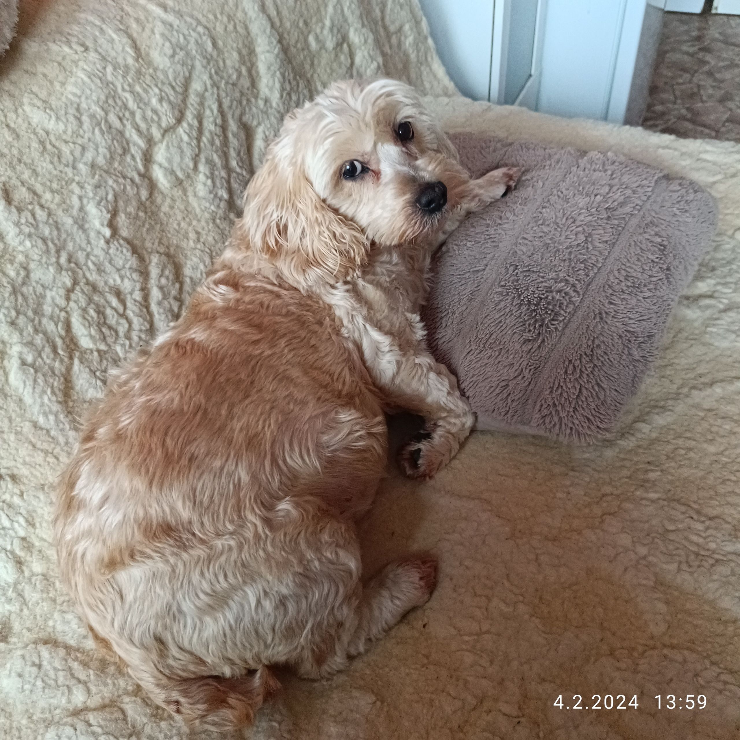 Soutěžní fotografie - Ája,  Shih-tzu
