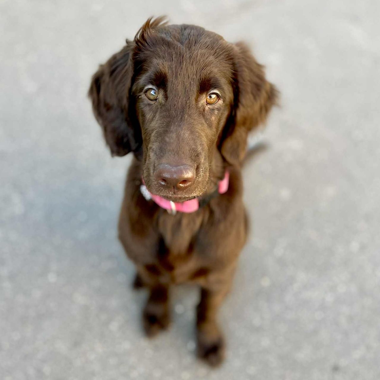 Soutěžní fotografie - Saoirse,  Flat Coated Retriever