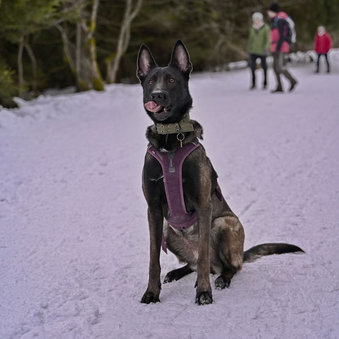 Soutěžní fotografie - Harley Quinn,  Belgický ovčák - Malinois