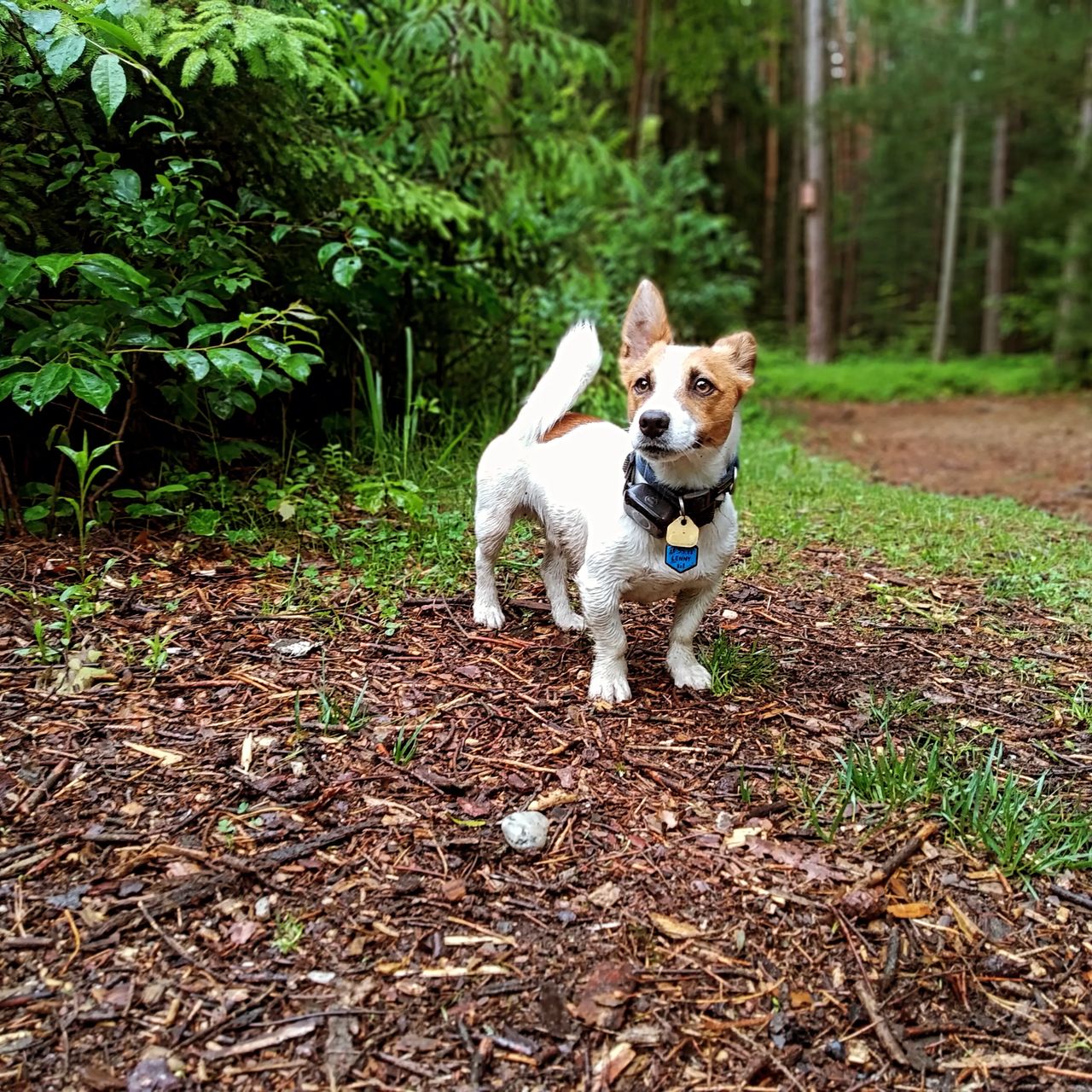 Soutěžní fotografie - Lenny,  Jack Russell Teriér