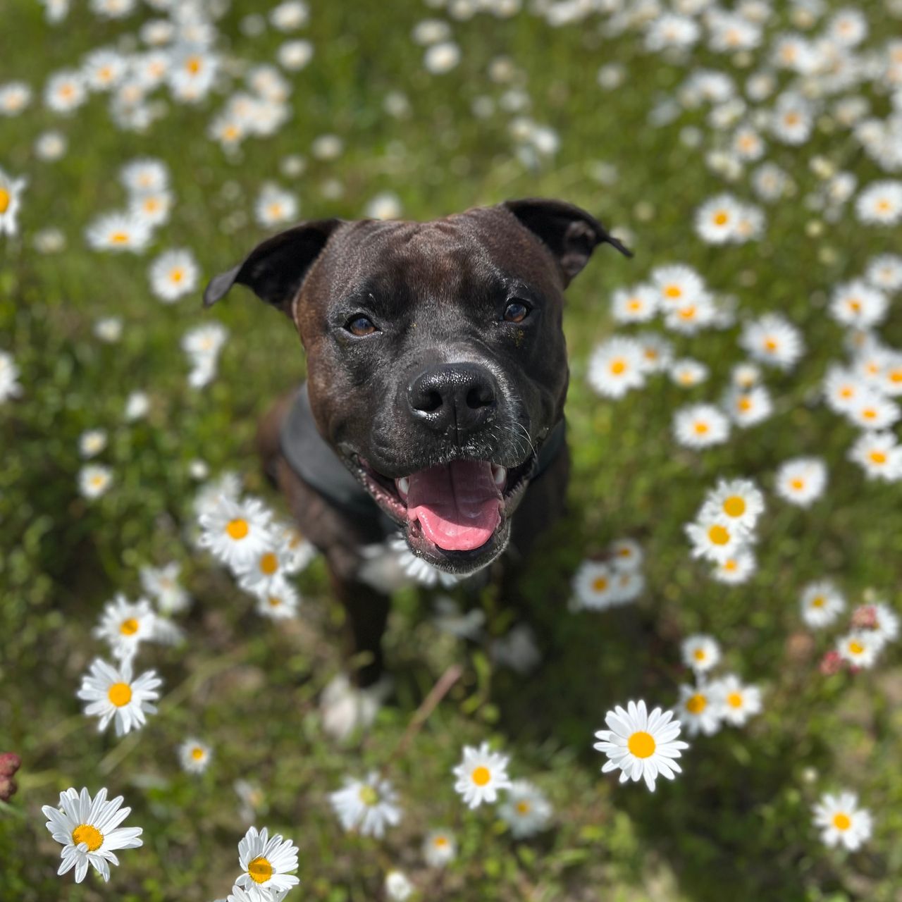 Soutěžní fotografie - Honey,  Stafordšírský bullterier