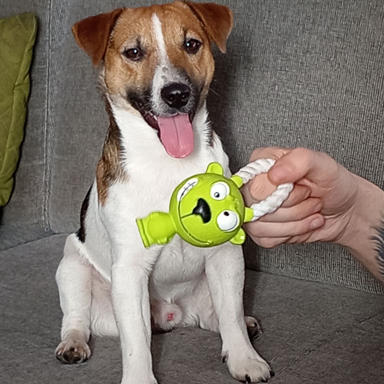 Soutěžní fotografie - Áronek,  Jack Russell Teriér
