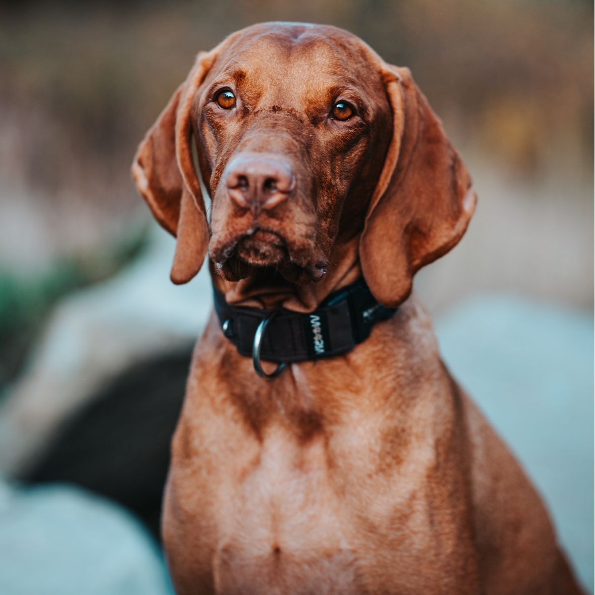 Soutěžní fotografie - Dobby,  Maďarský ohař krátkosrstý