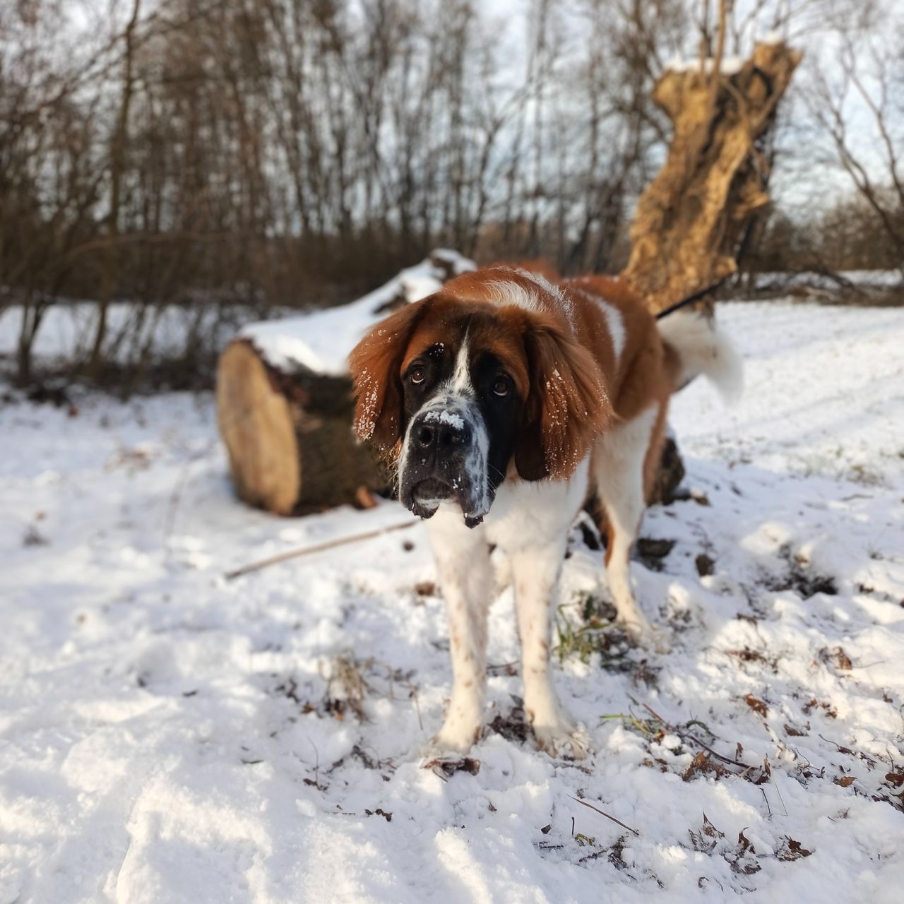 Soutěžní fotografie - Ema,  Svatobernardský pes