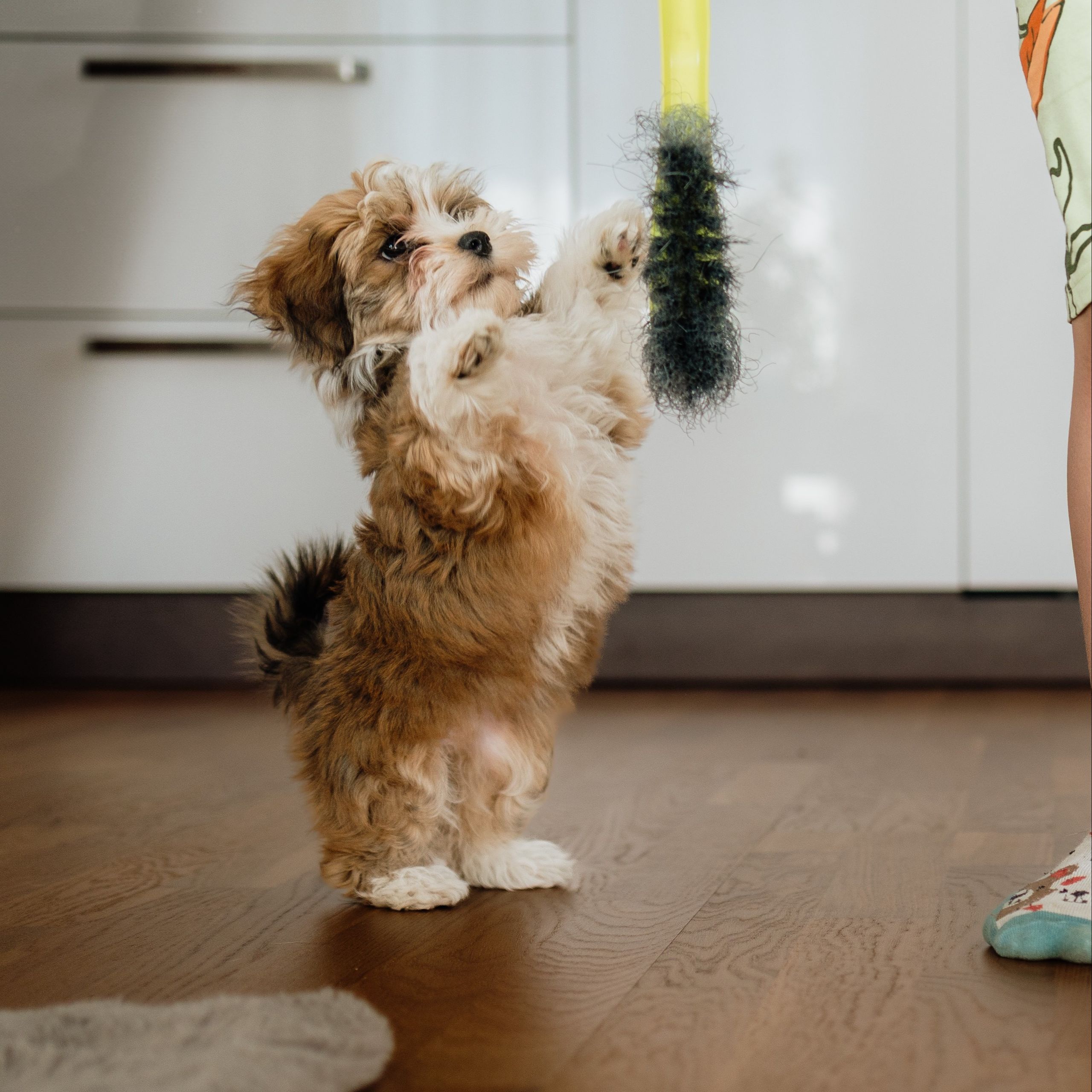 Soutěžní fotografie - Molly,  Havanský psík