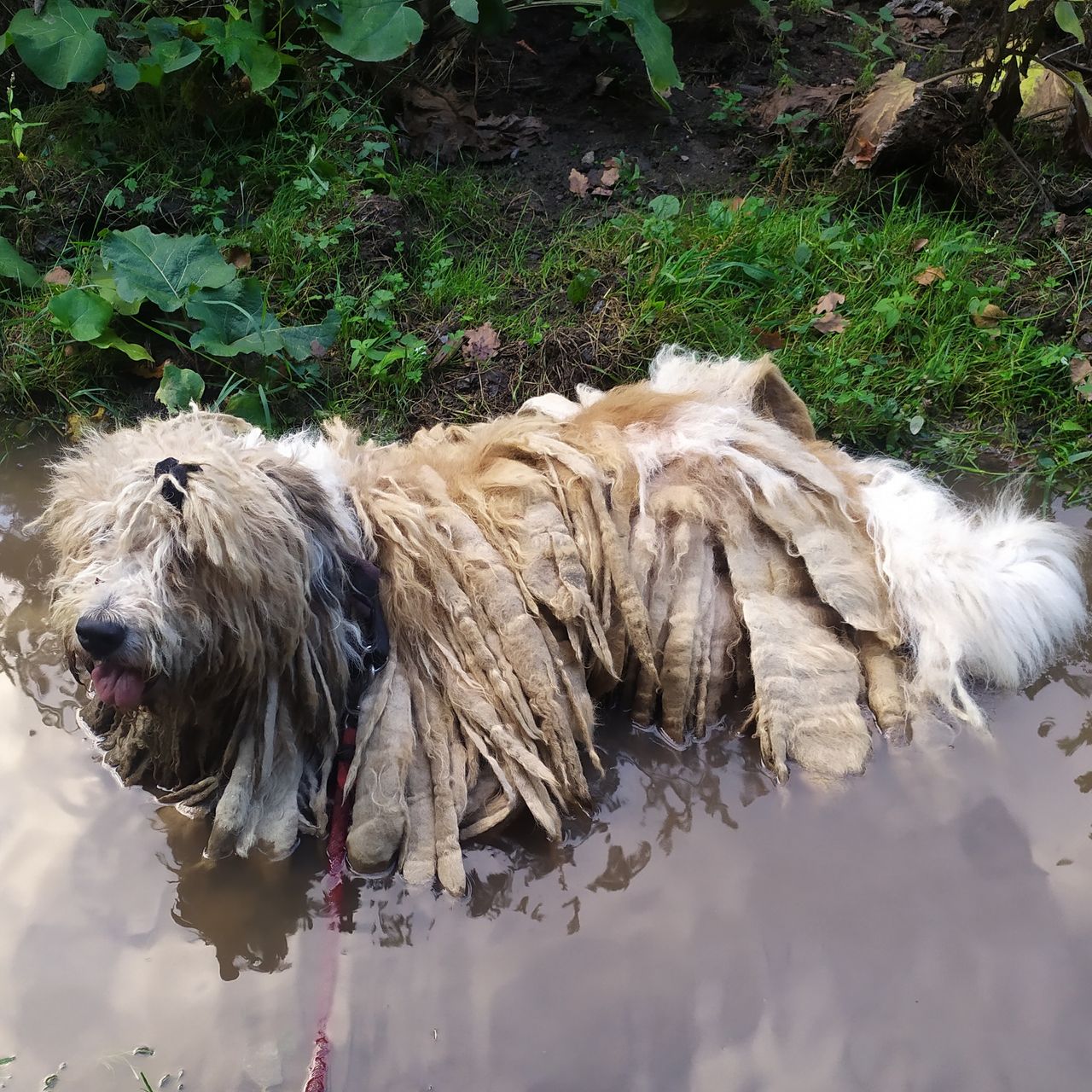 Soutěžní fotografie - Max,  Komondor