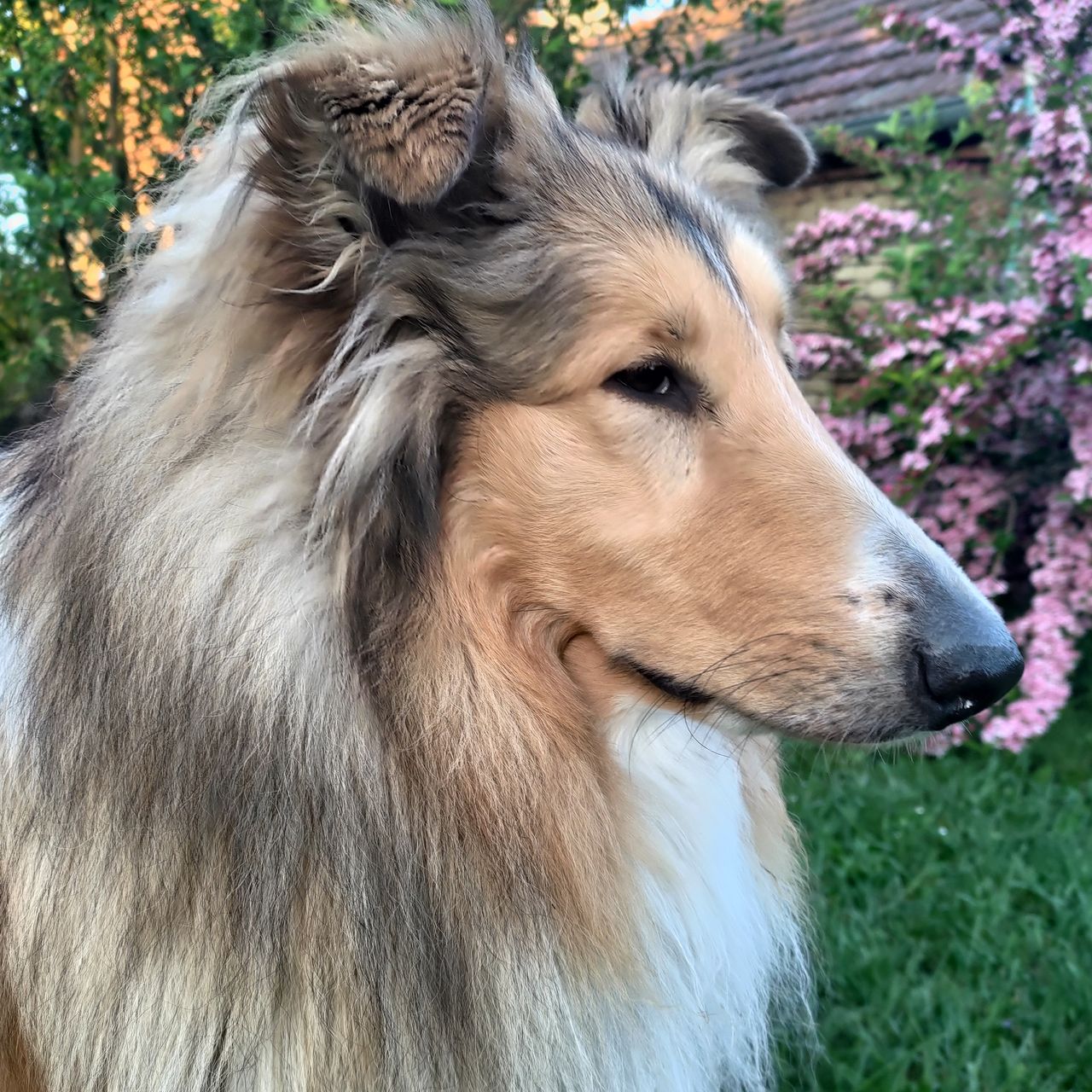 Soutěžní fotografie - Thor,  Kolie dlouhosrstá
