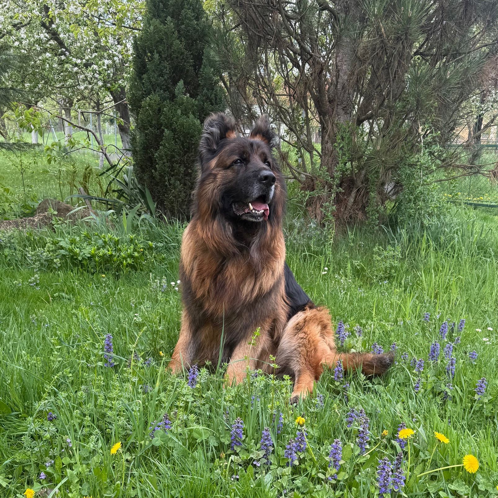 Soutěžní fotografie - Argo,  Německý ovčák