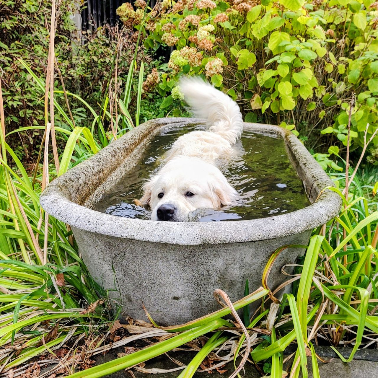 Soutěžní fotografie - Falco,  Zlatý retriever