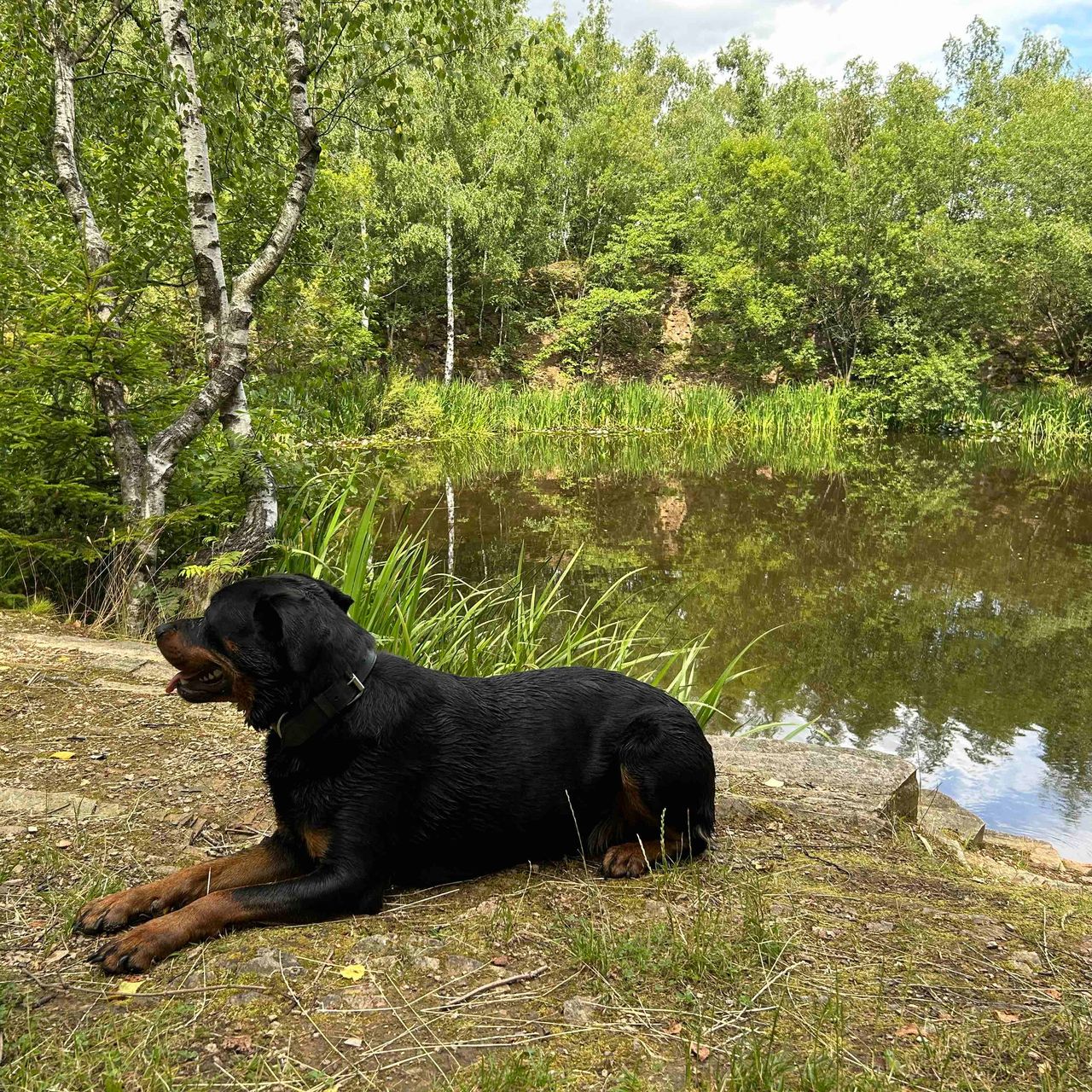 Soutěžní fotografie - Dara,  Rotvajler