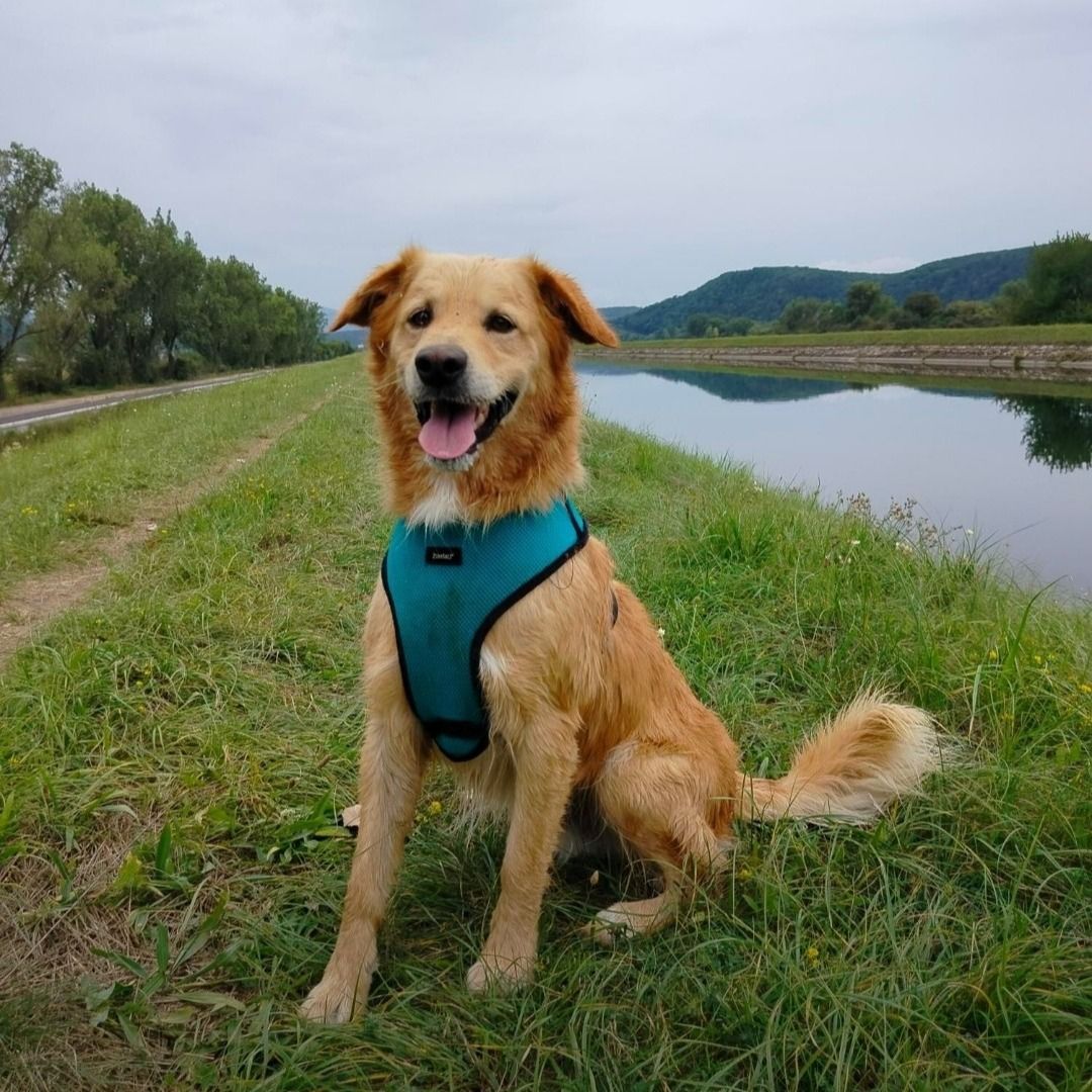 Soutěžní fotografie - Vini,  Zlatý retriever