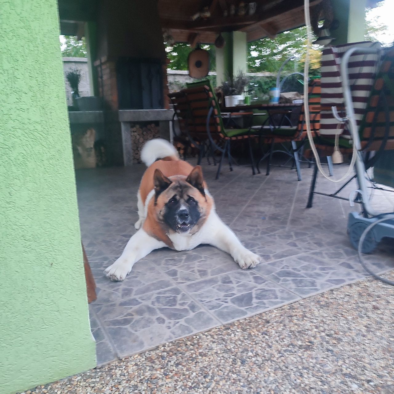 Soutěžní fotografie - Apollo,  Americká akita