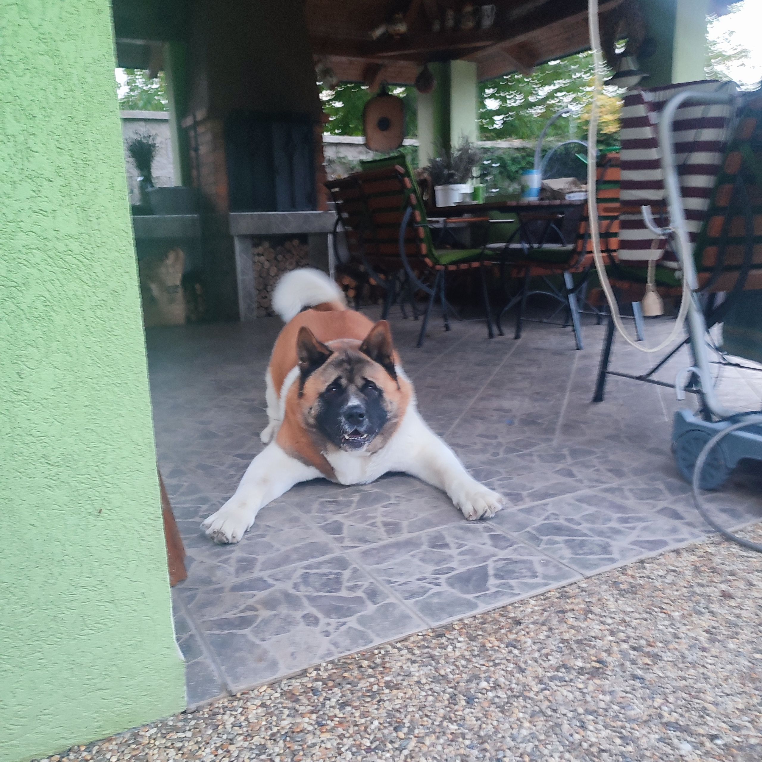 Soutěžní fotografie - Apollo,  Americká akita