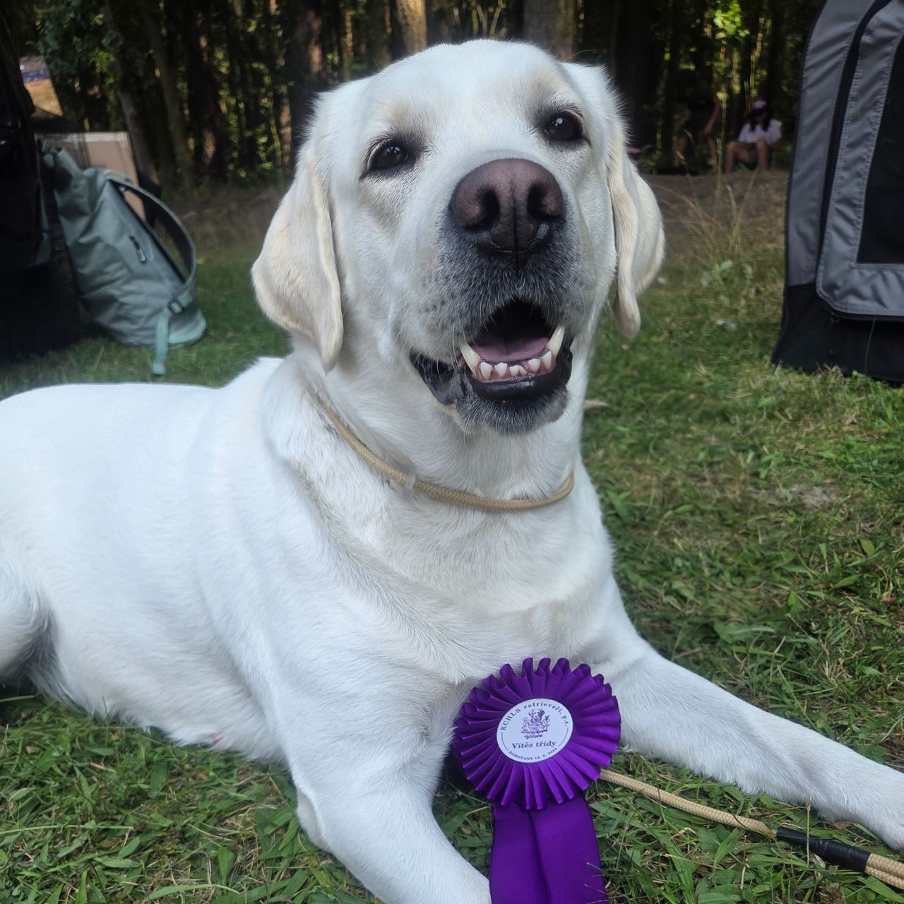 Soutěžní fotografie - Anabell,  Labradorský retriever