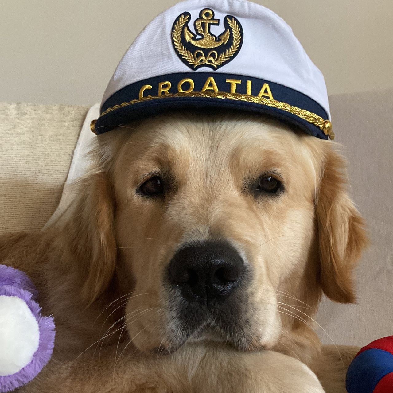 Soutěžní fotografie - Bady,  Zlatý retriever