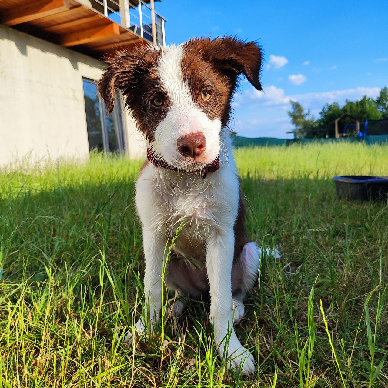 Soutěžní fotografie - Caira,  Border kolie