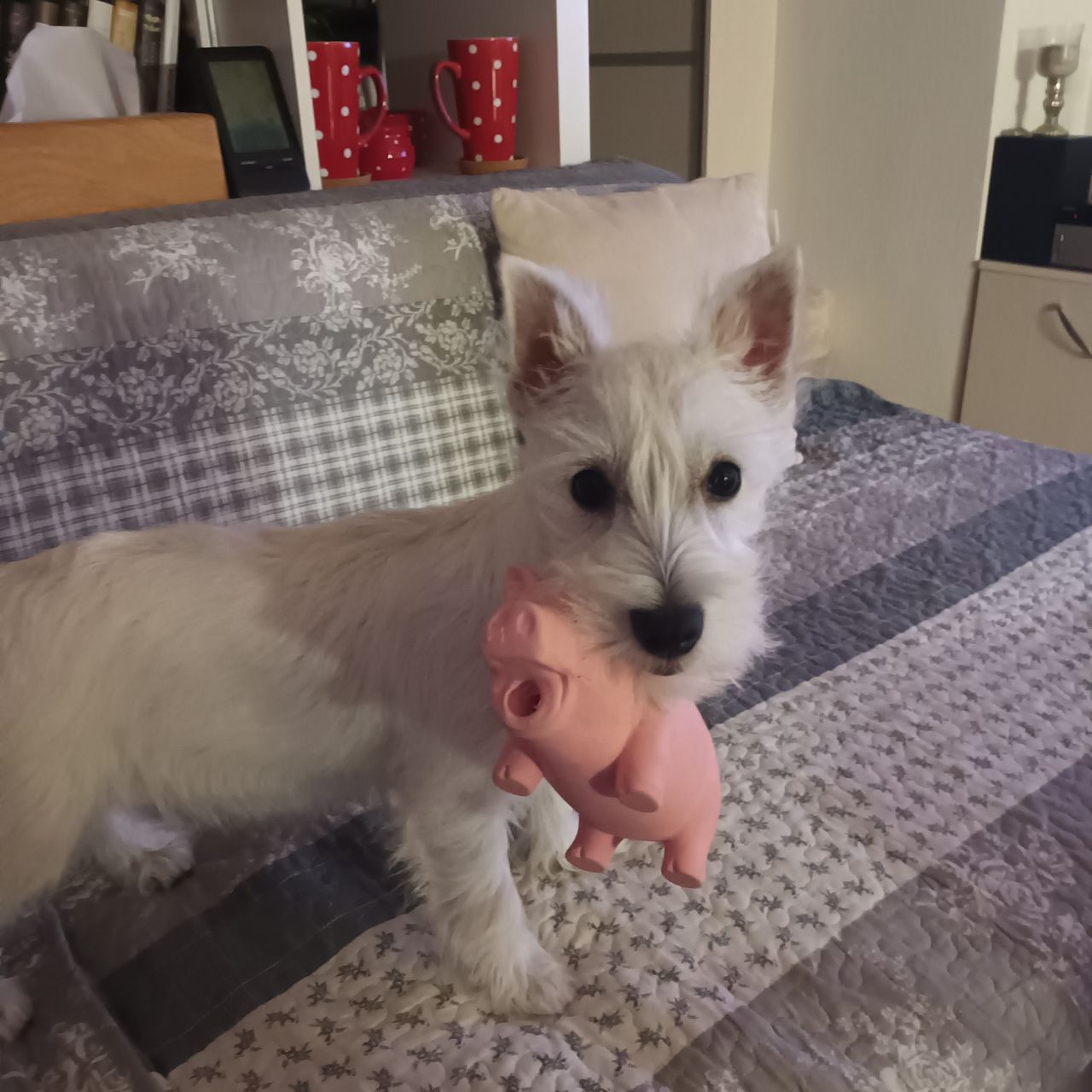 Soutěžní fotografie - AMY,  West Highland White Terrier