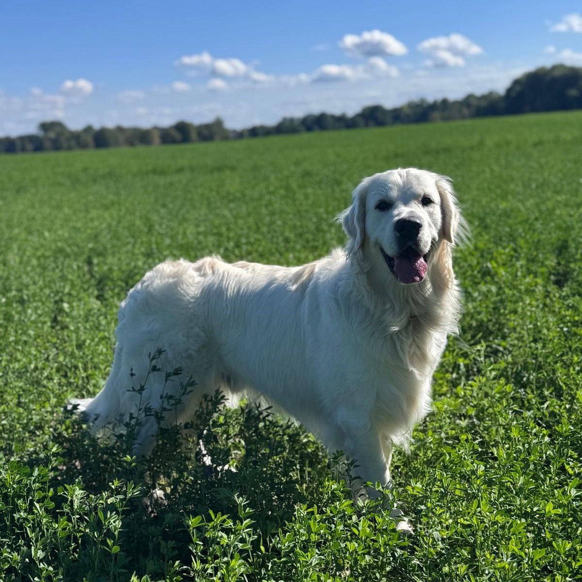 Soutěžní fotografie - Marley,  Zlatý retriever