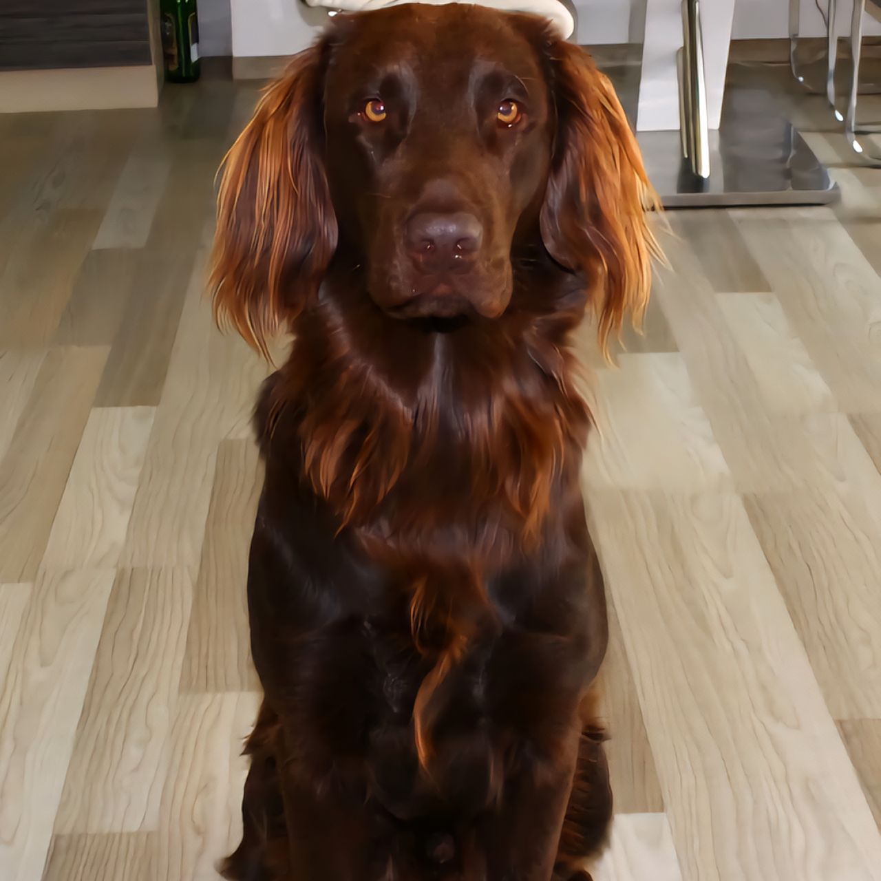 Soutěžní fotografie - Bodie,  Flat Coated Retriever