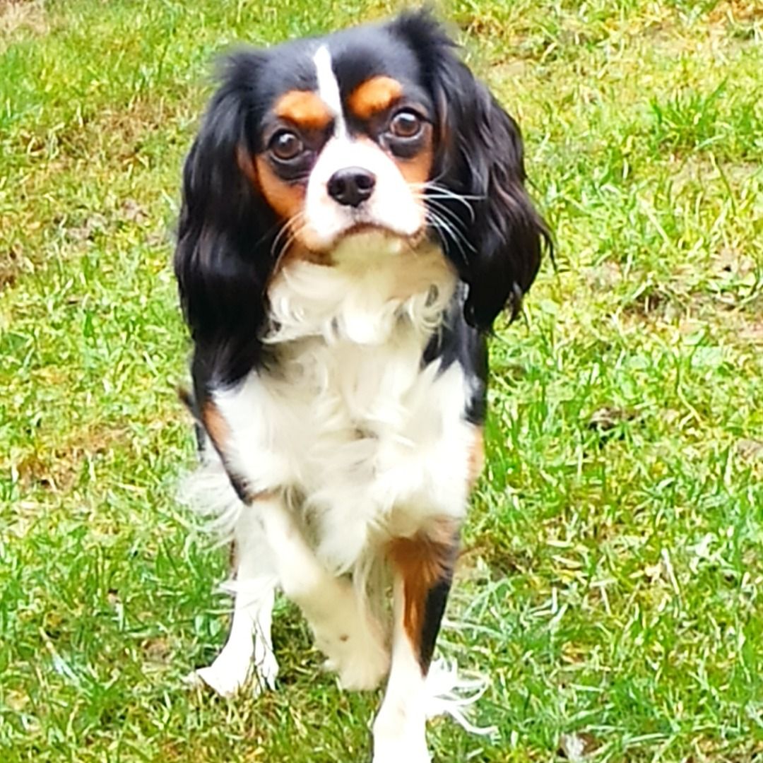 Soutěžní fotografie - Lilly,  Kavalír King Charles španěl