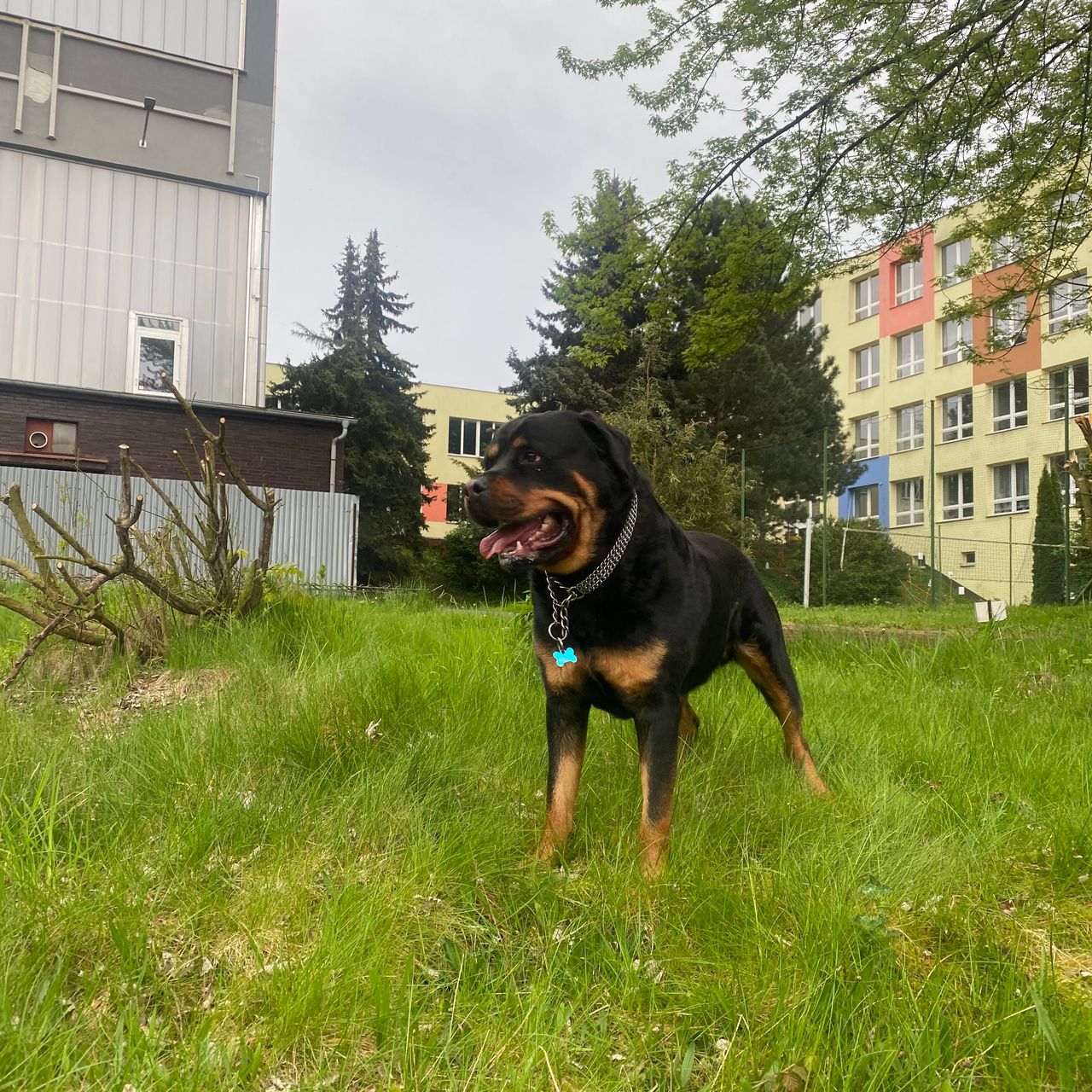 Soutěžní fotografie - Rocky,  Rotvajler