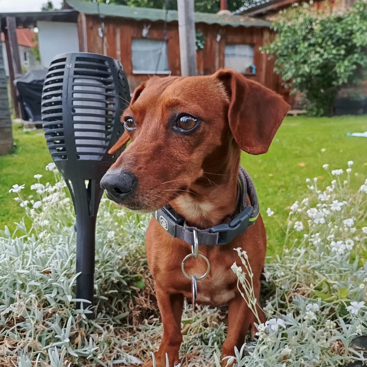 Soutěžní fotografie - Jack,  Jezevčík