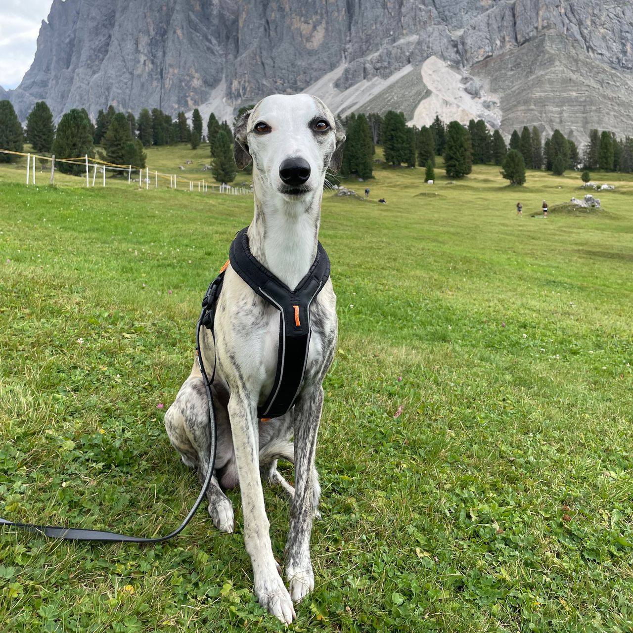 Soutěžní fotografie - Tortinno,  Whippet