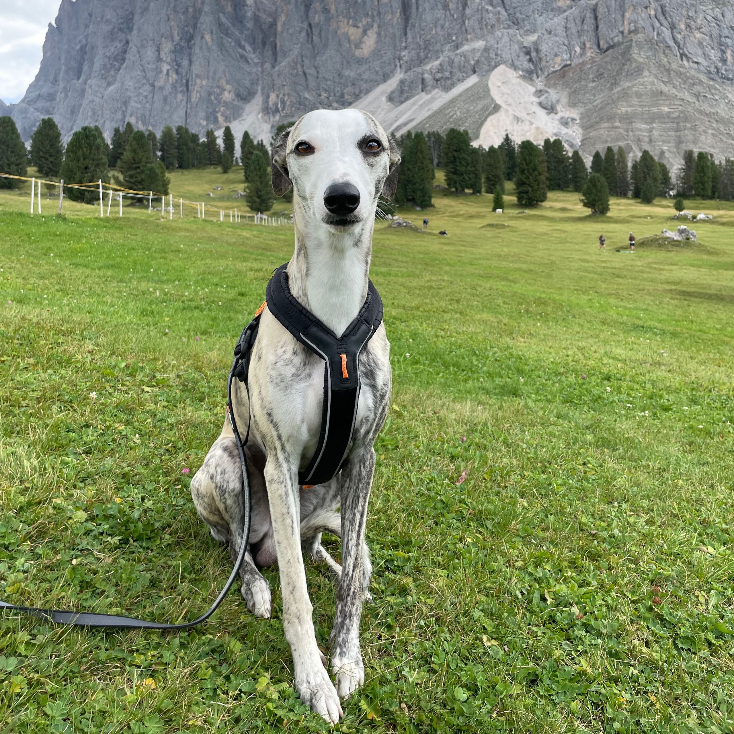 Soutěžní fotografie - Tortinno,  Whippet