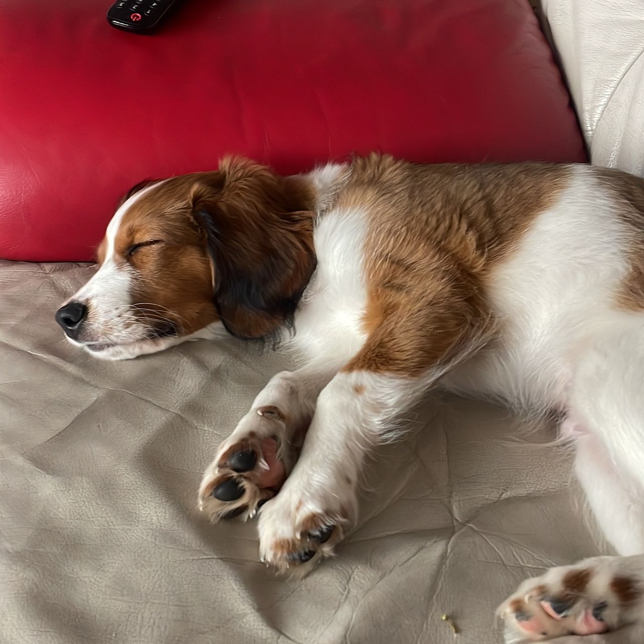 Soutěžní fotografie - Arfí,  Kooikerhondje
