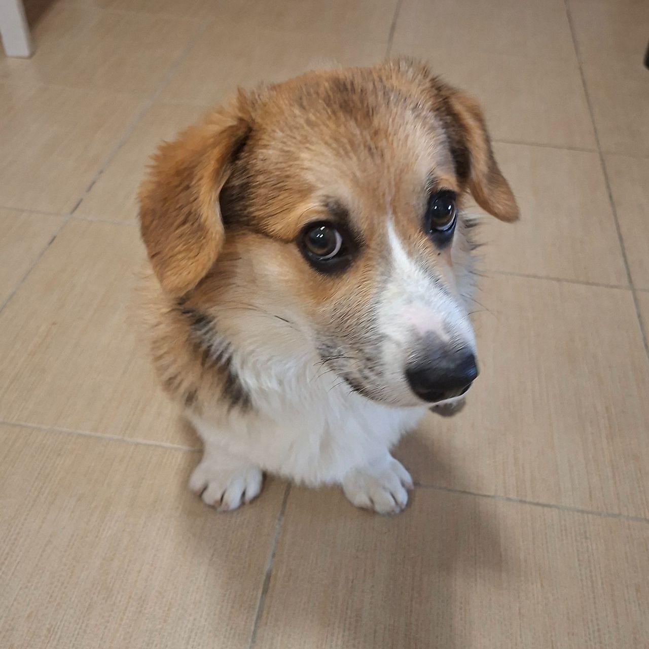 Soutěžní fotografie - Ford,  Welsh Corgi Pembroke