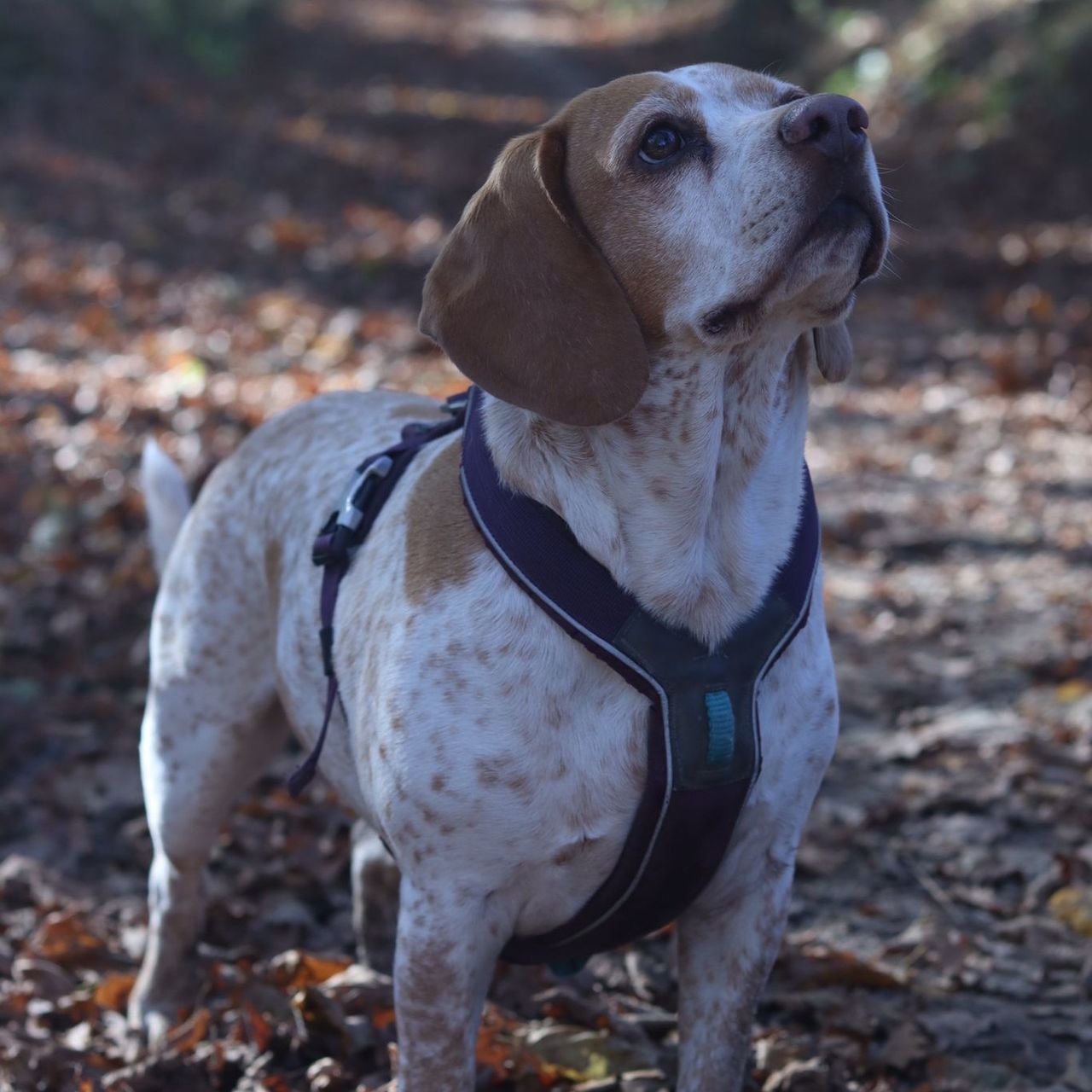 Soutěžní fotografie - Julinka,  Beagle