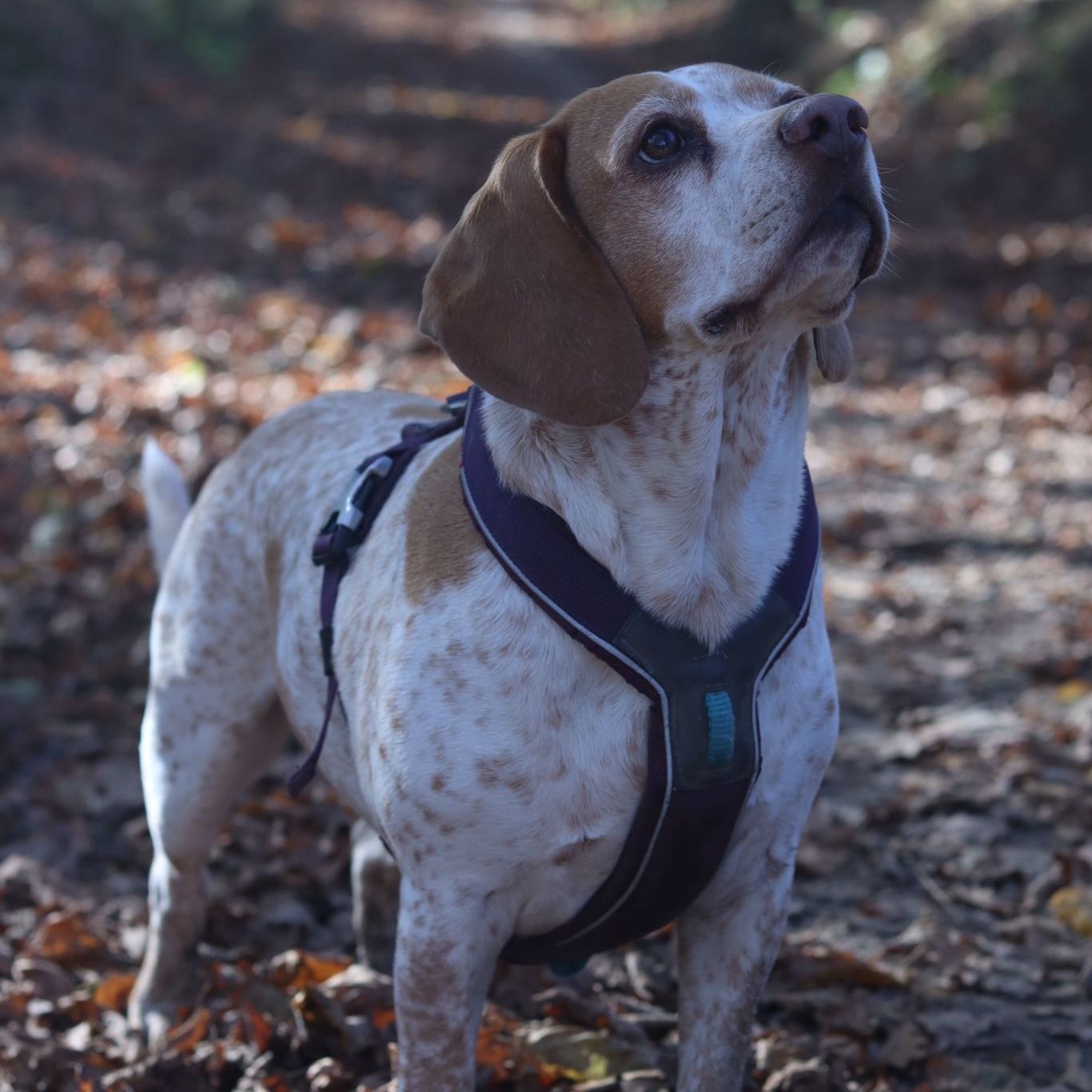Soutěžní fotografie - Julinka,  Beagle