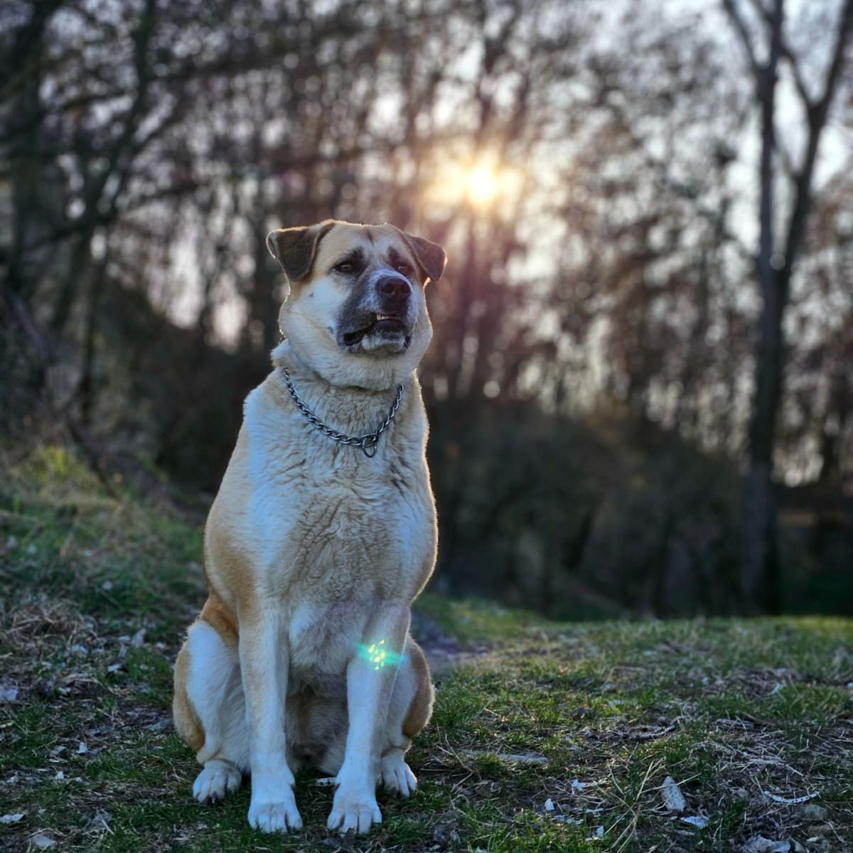 Soutěžní fotografie - Annie,  Ostatní