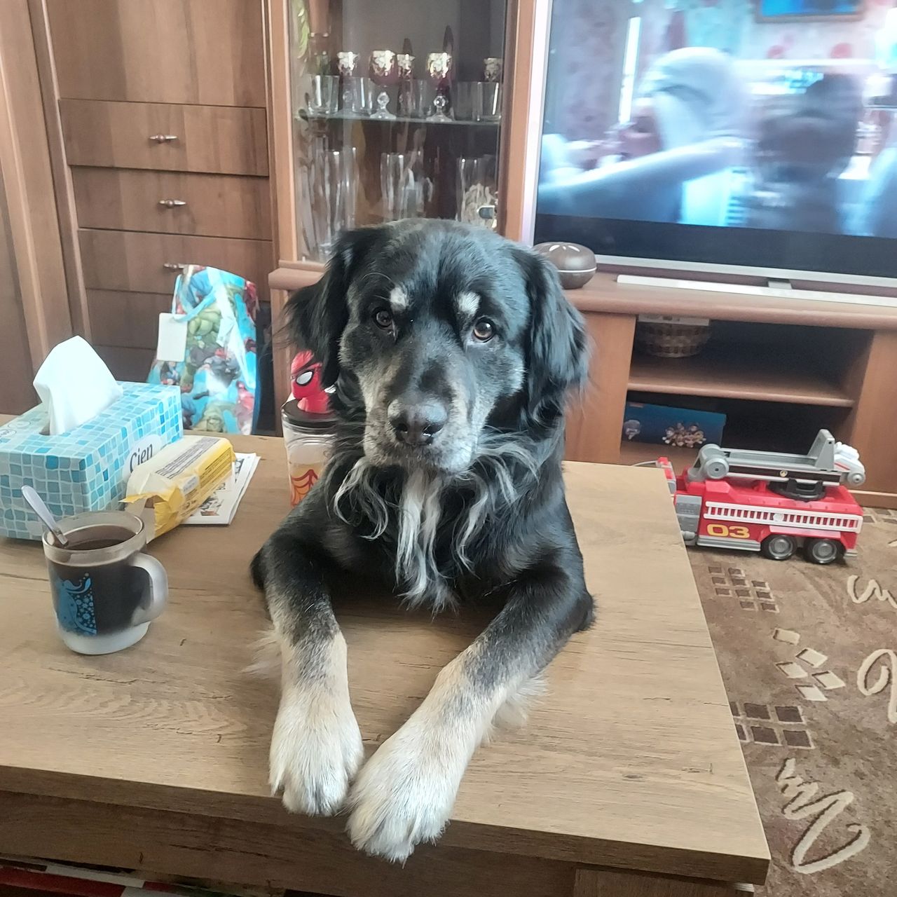 Soutěžní fotografie - Max,  Ostatní