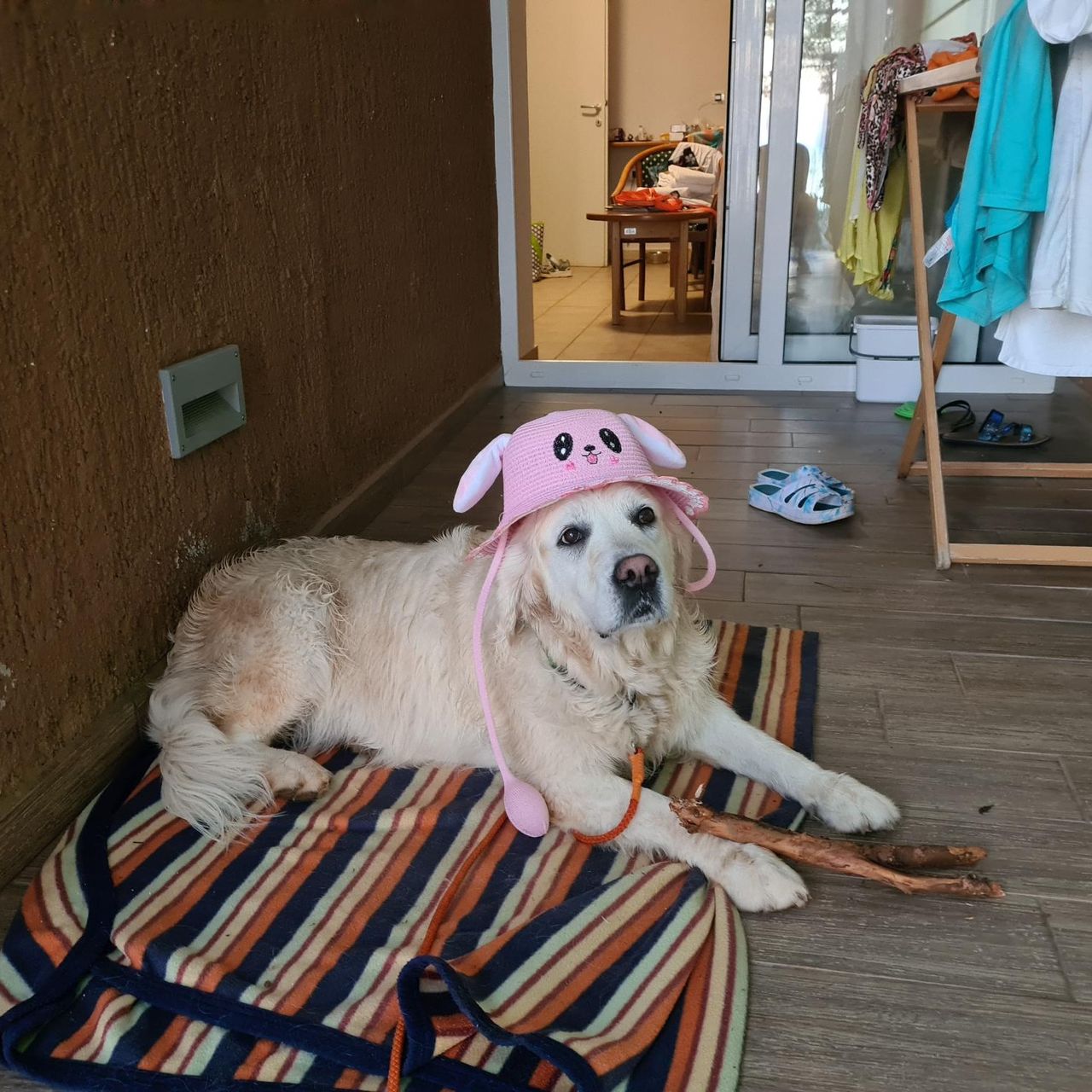 Soutěžní fotografie - Bonnie,  Zlatý retriever