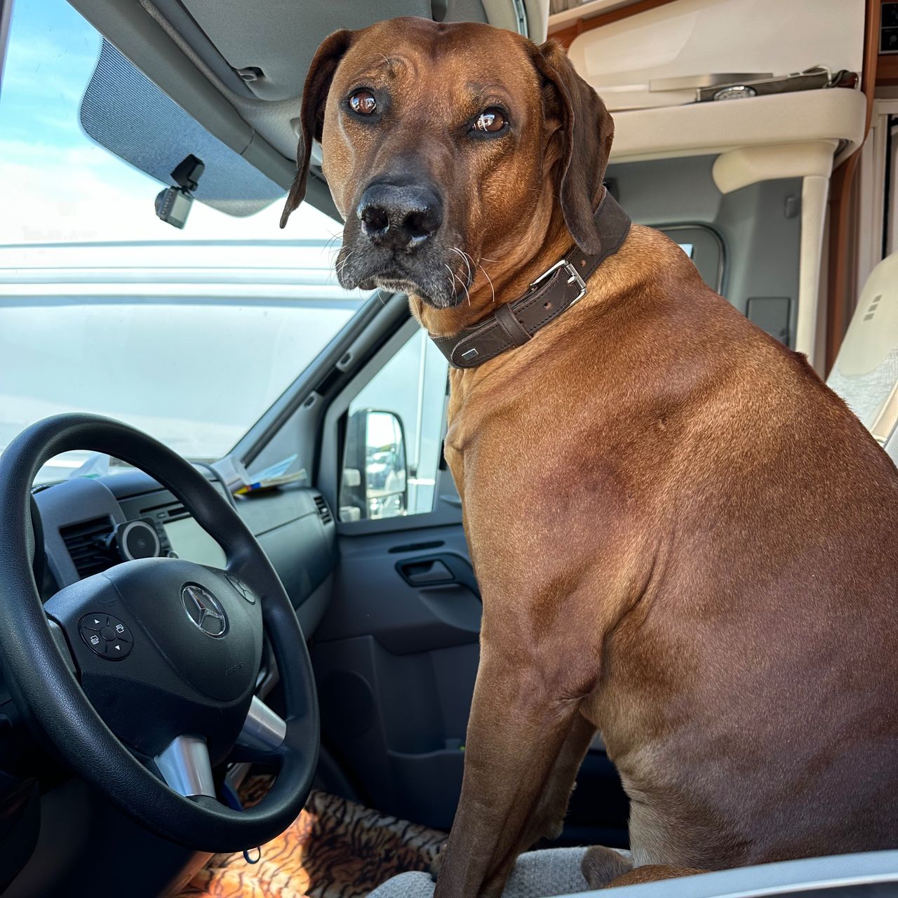 Soutěžní fotografie - Sir Toby od Cykasu,  Rhodéský ridgeback
