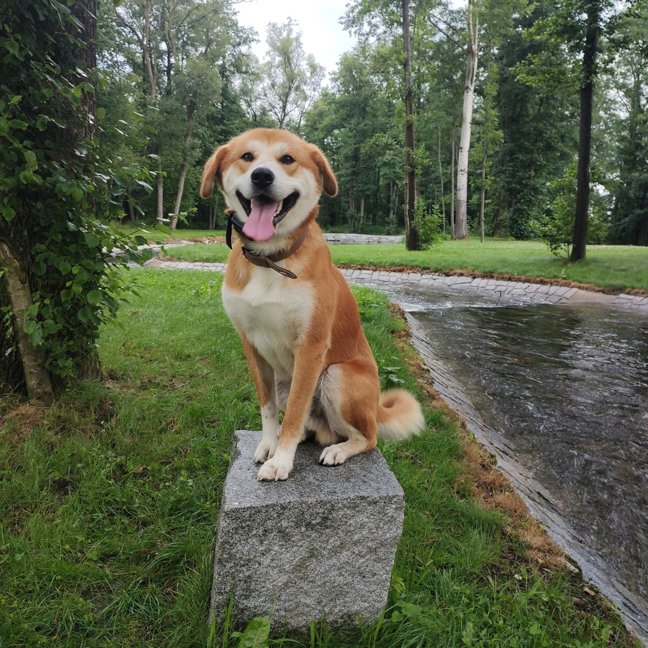 Soutěžní fotografie - Bobby,  Ostatní
