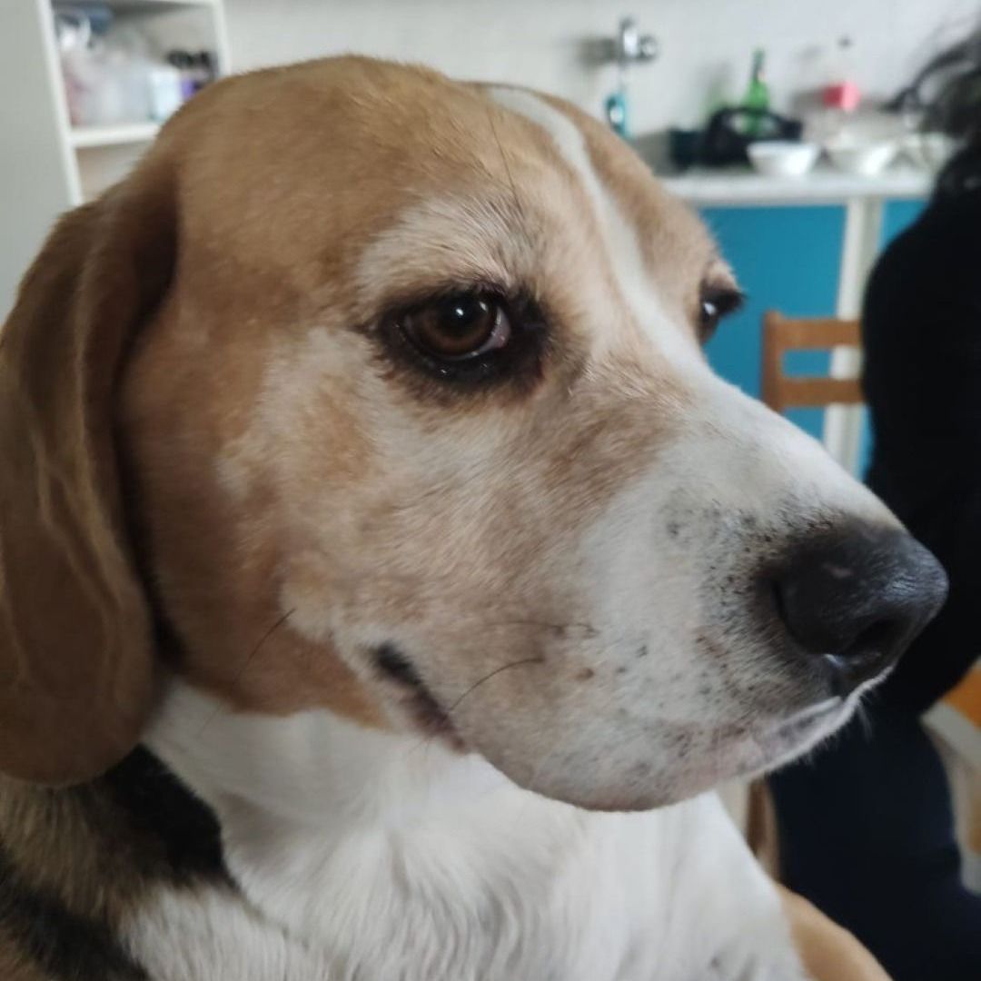Soutěžní fotografie - Jackie,  Beagle