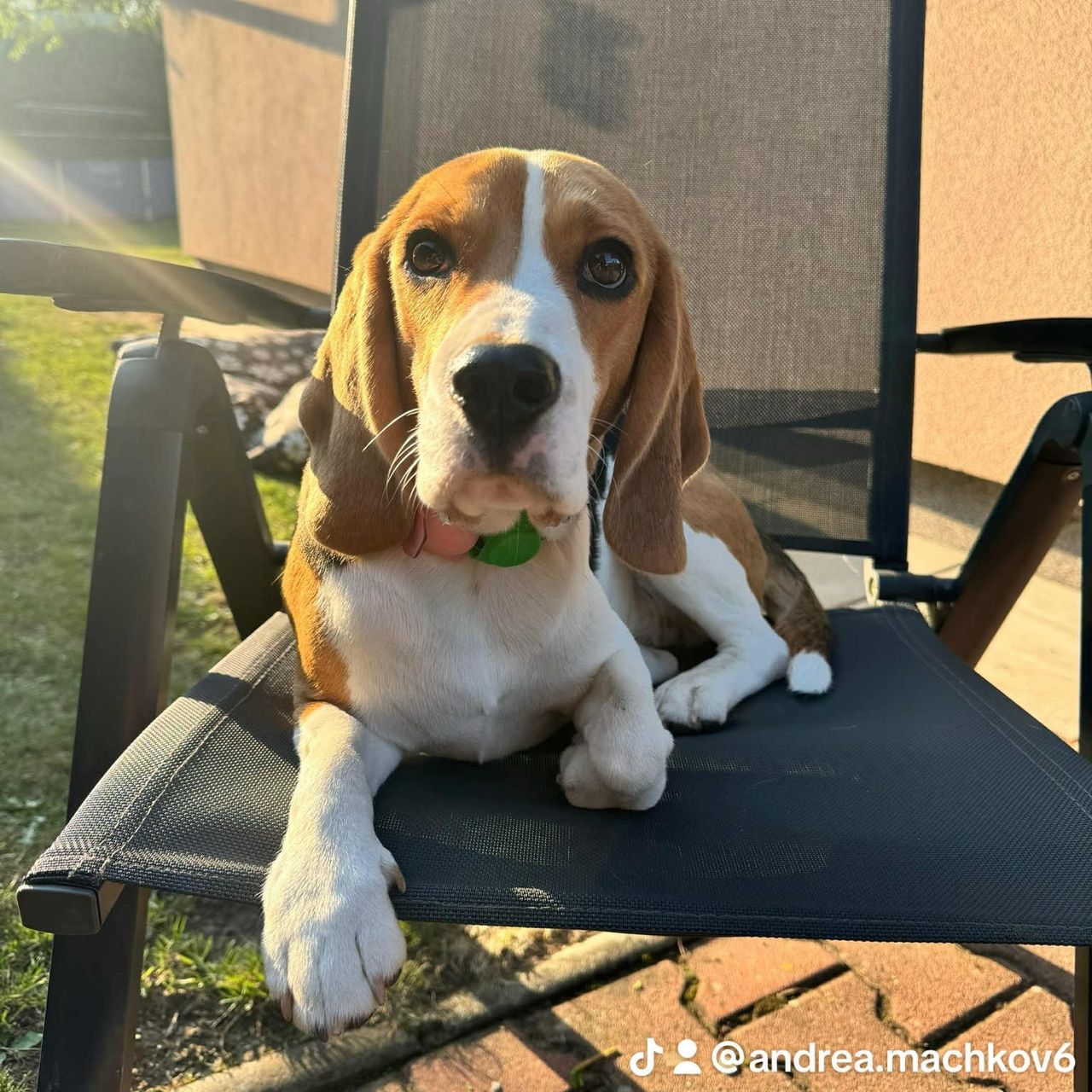 Soutěžní fotografie - Ami,  Beagle