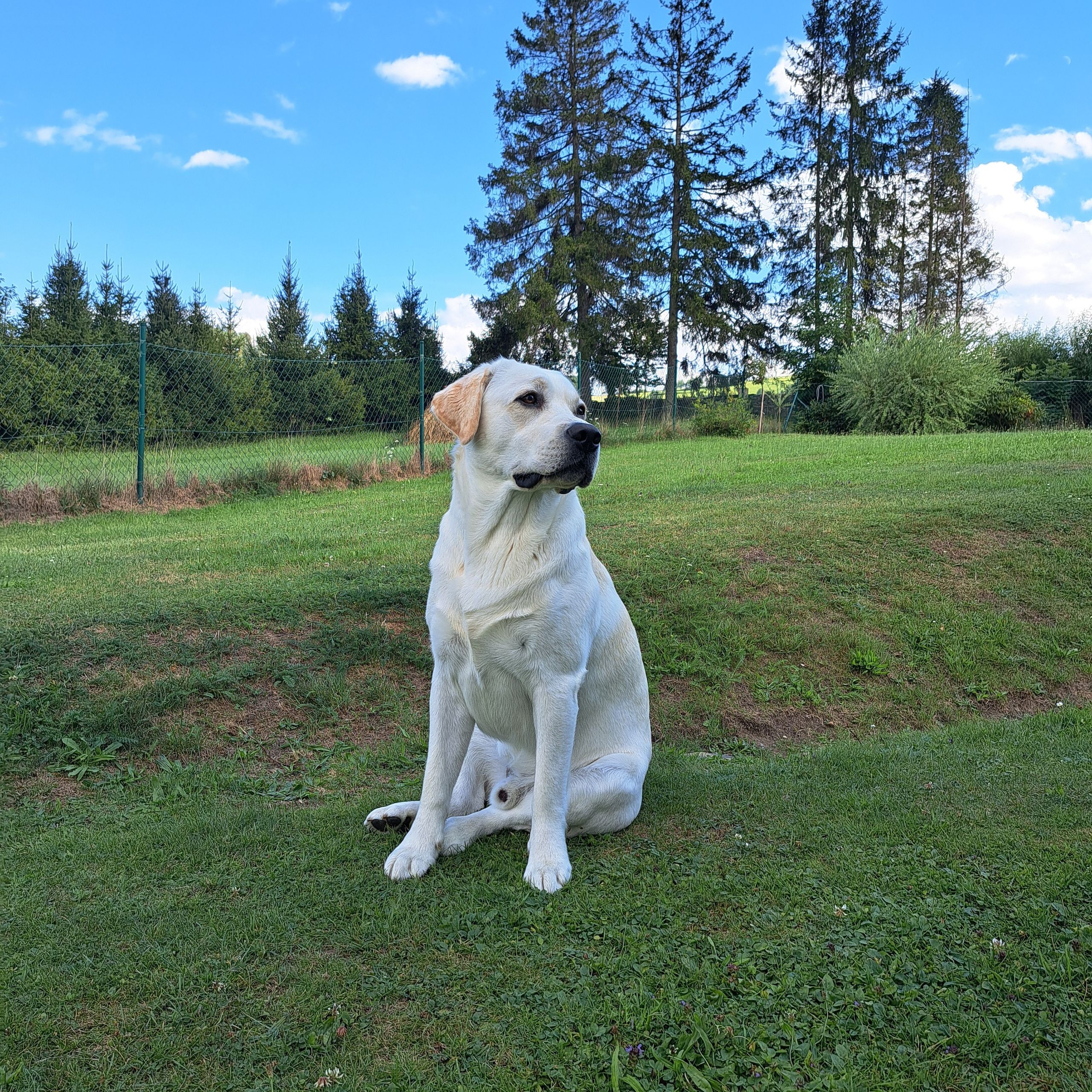 Soutěžní fotografie - Ben,  Labradorský retriever