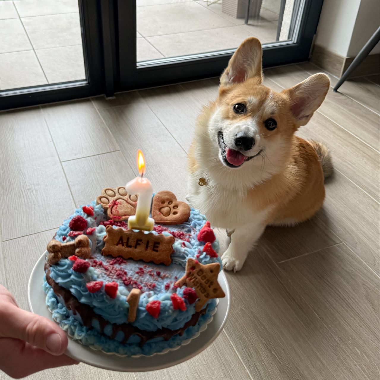 Soutěžní fotografie - Alfie,  Welsh Corgi Pembroke