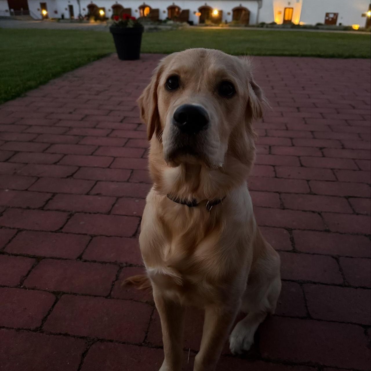 Soutěžní fotografie - Charlie,  Zlatý retriever