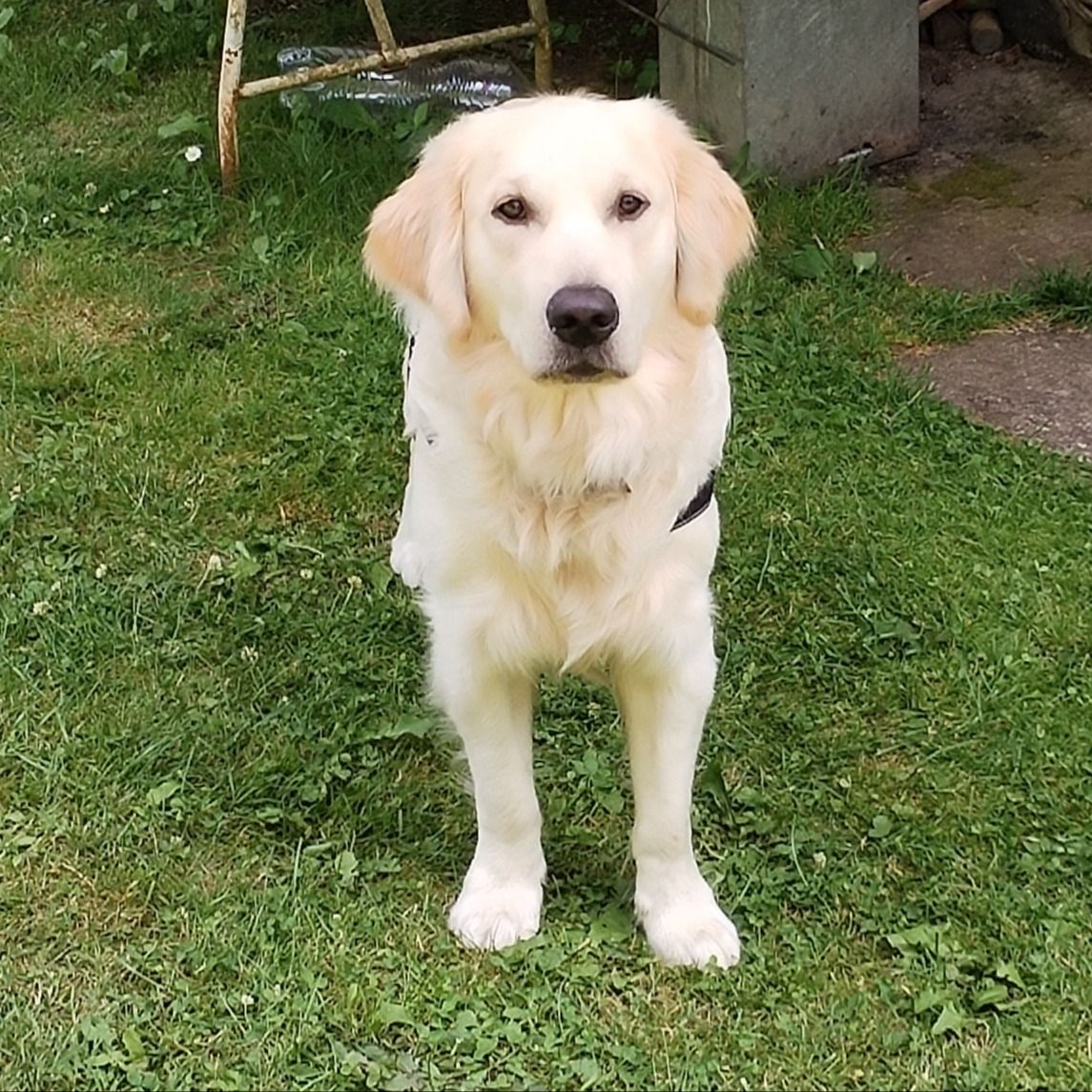 Soutěžní fotografie - Falco,  Zlatý retriever