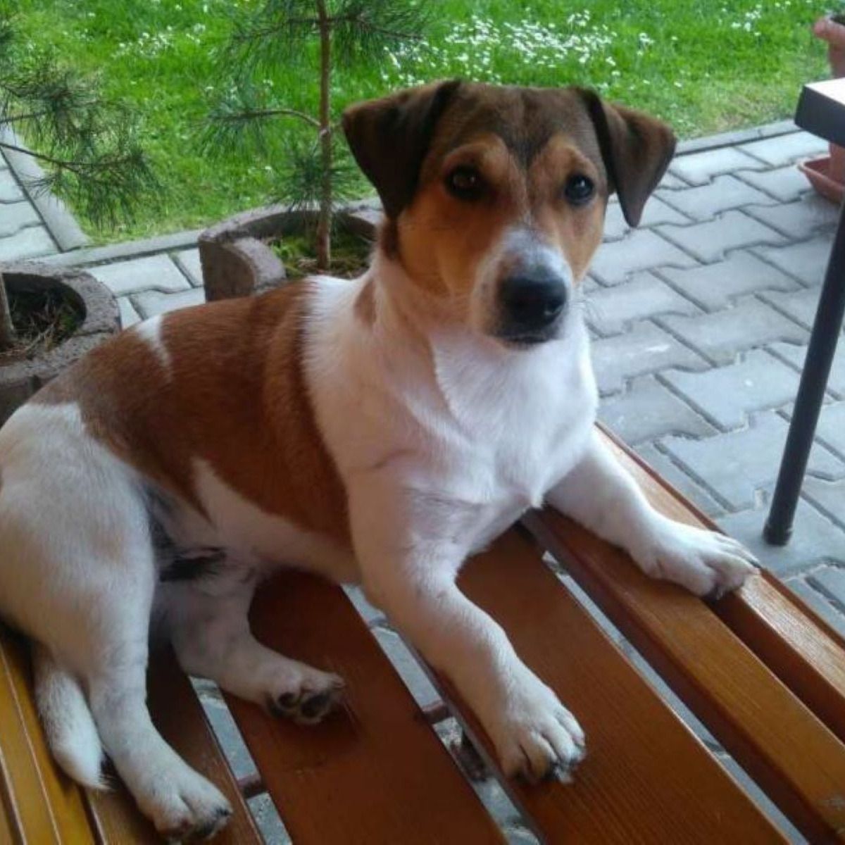 Soutěžní fotografie - Edie,  Jack Russell Teriér