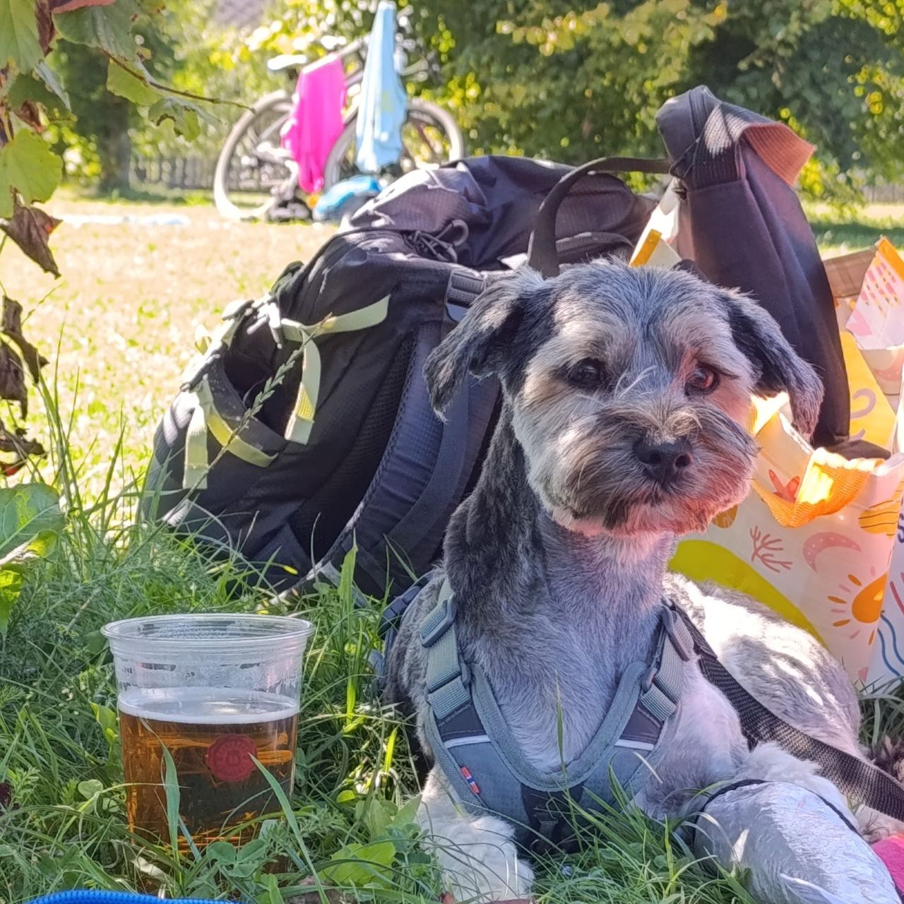 Soutěžní fotografie - Sid,  Ostatní