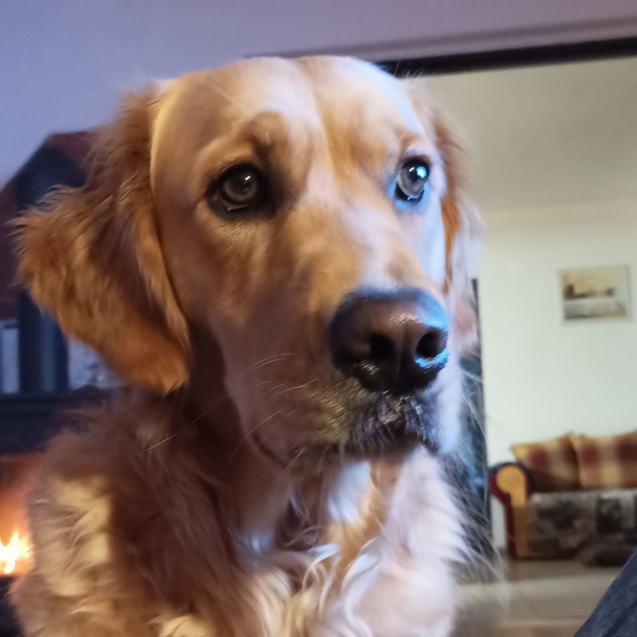 Soutěžní fotografie - Lucy,  Zlatý retriever