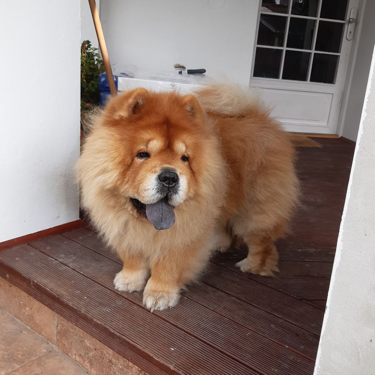 Soutěžní fotografie - Vait,  Chow chow