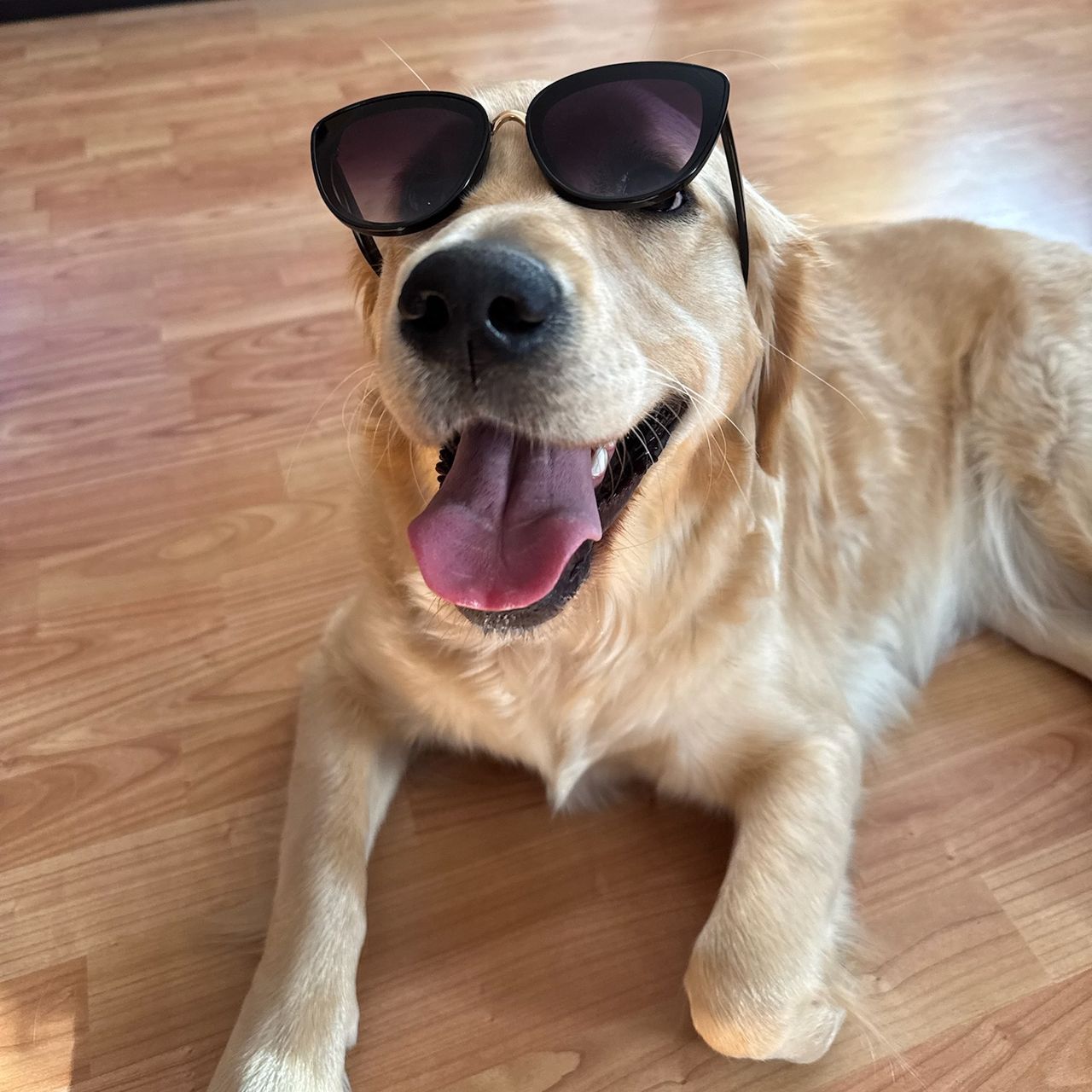 Soutěžní fotografie - Tori,  Zlatý retriever