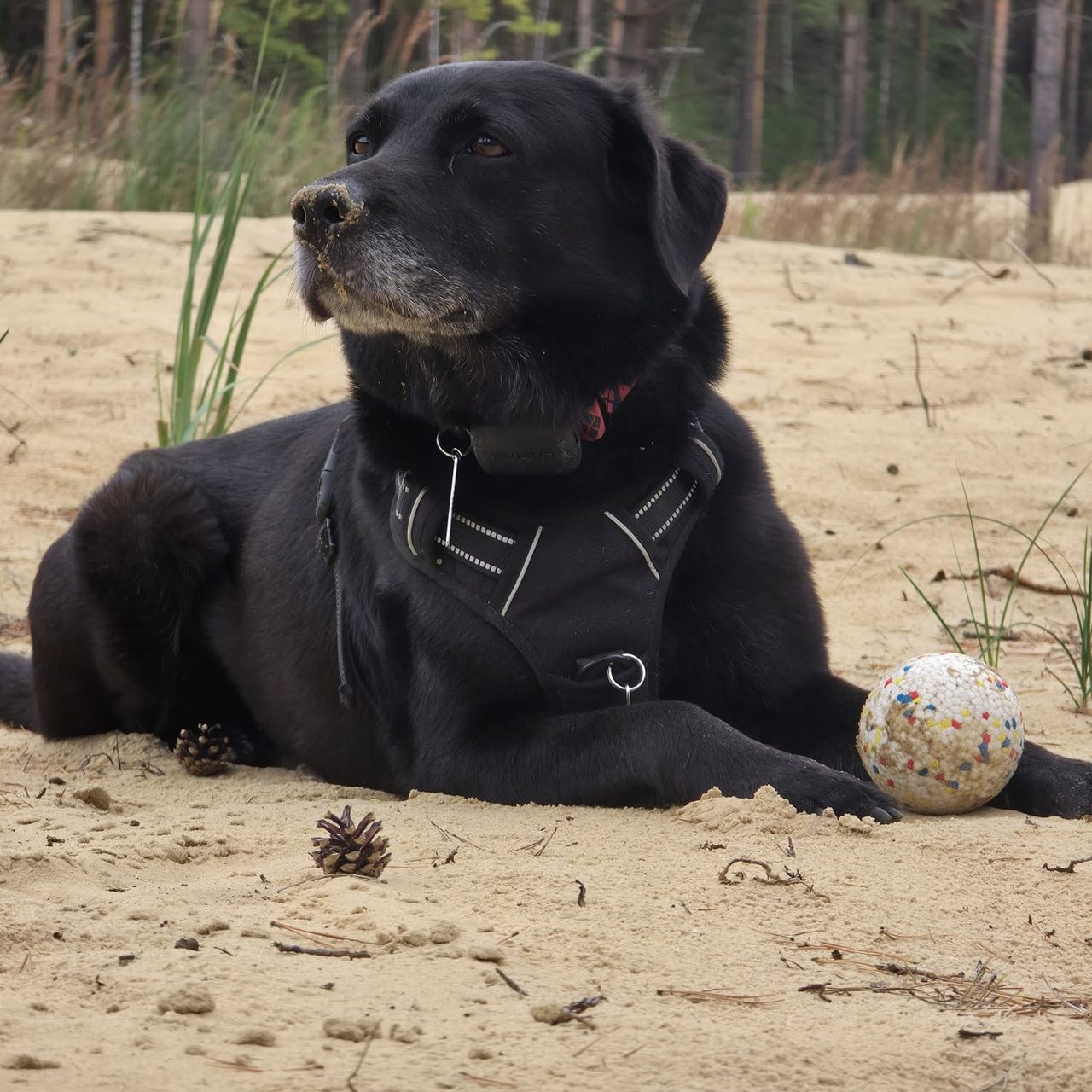 Soutěžní fotografie - Uhlík,  Labradorský retriever